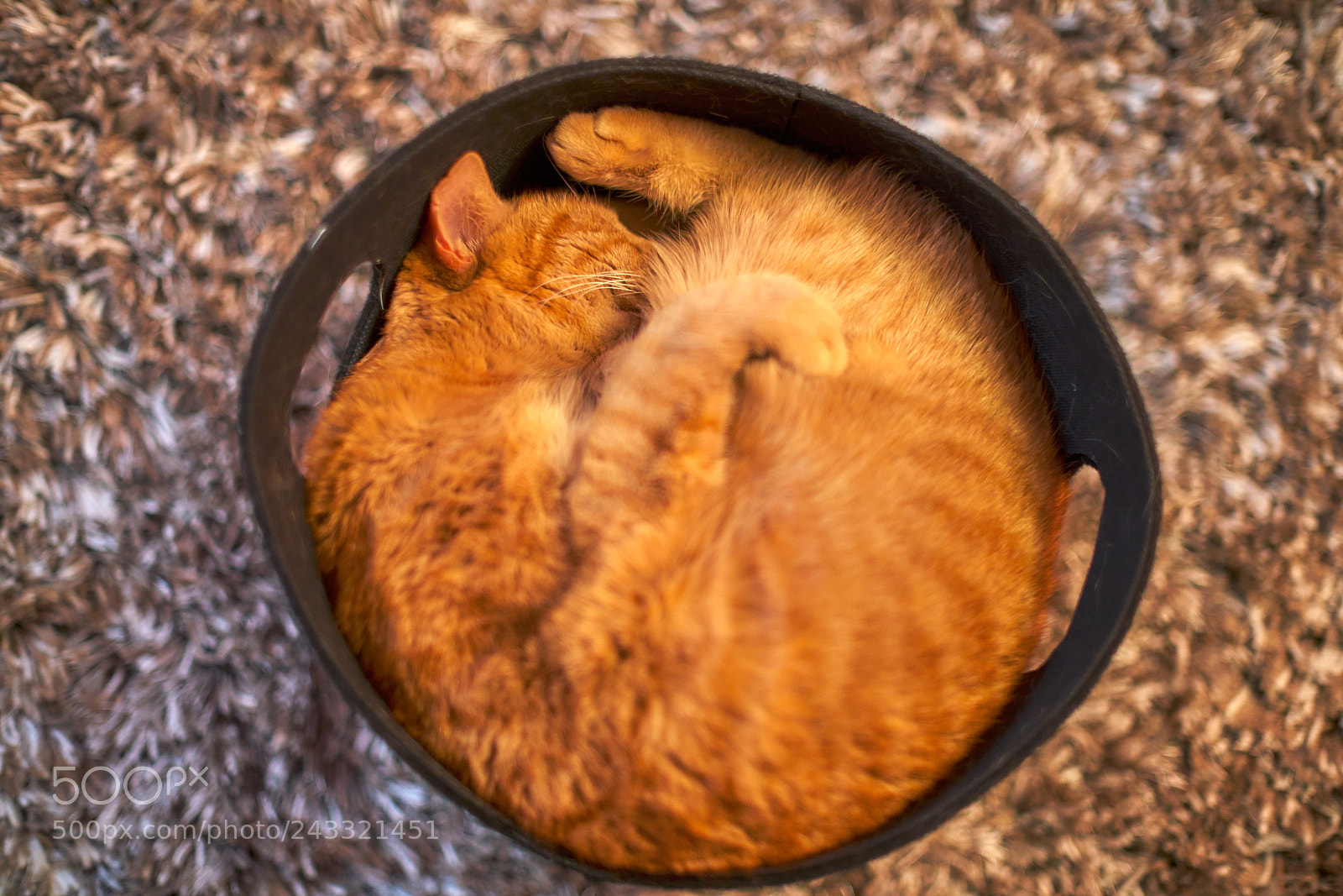 Sony a7R II sample photo. Cat in a basket photography
