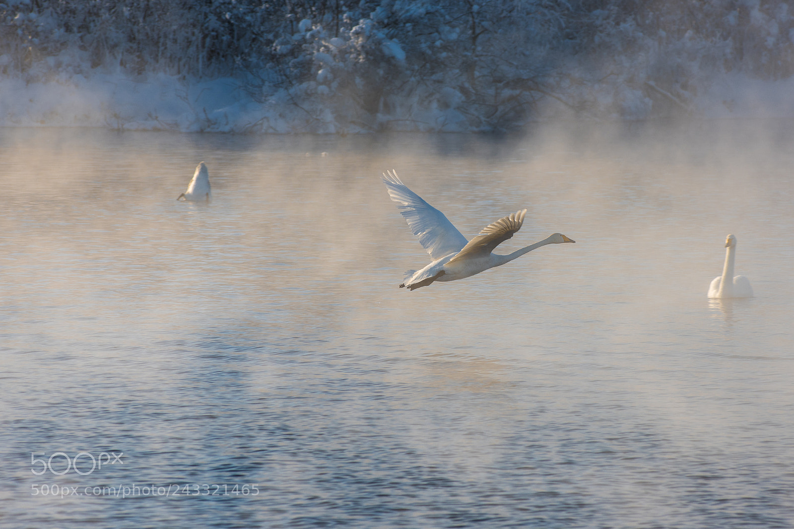 Nikon D810 sample photo. Beautiful white whooping swans photography