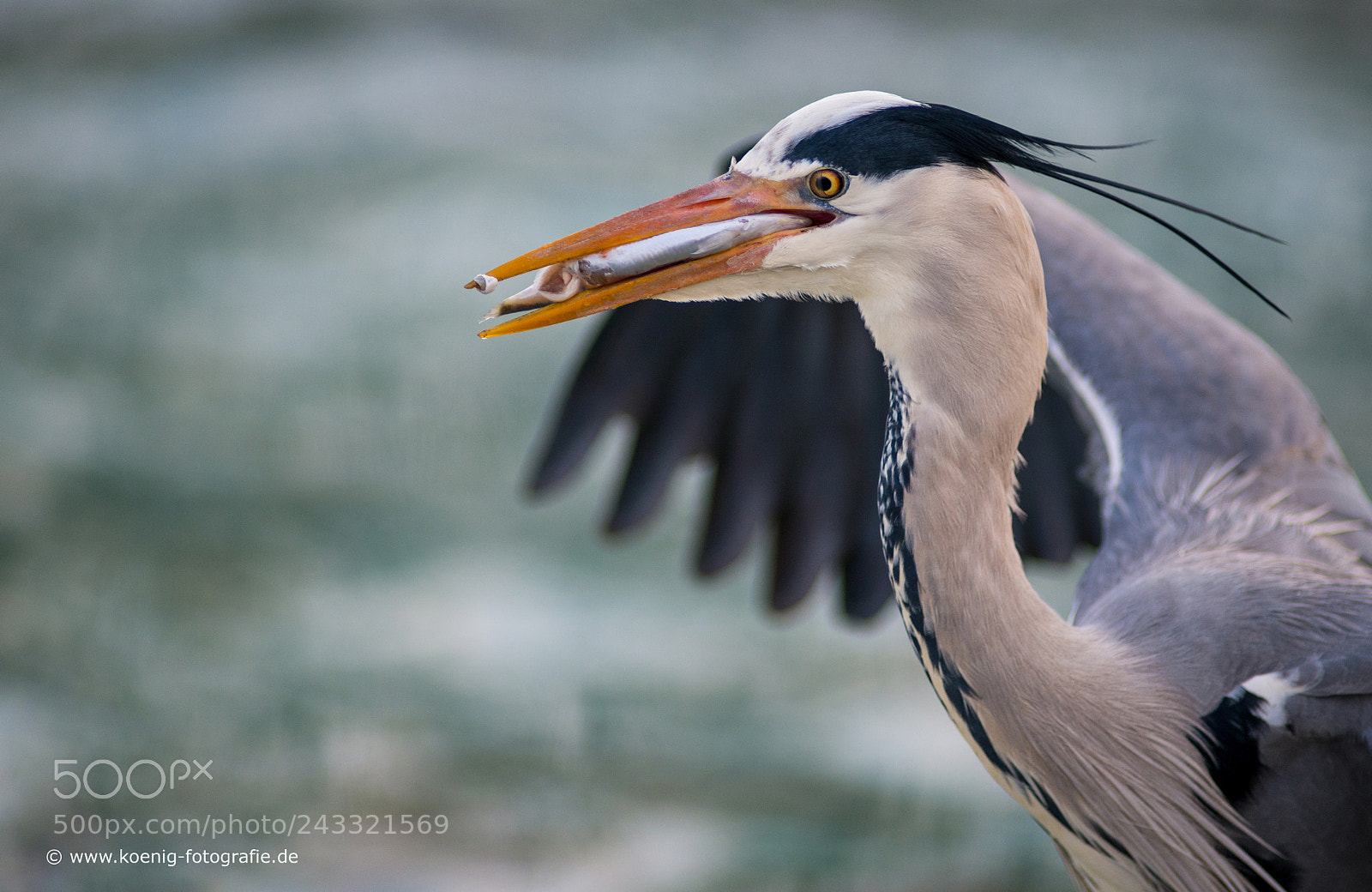 Nikon D800 sample photo. Heron fishes photography