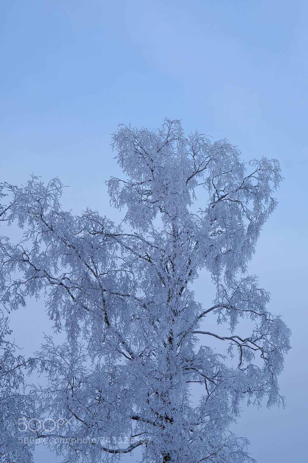 Fujifilm X-T2 sample photo. Frosty tree photography