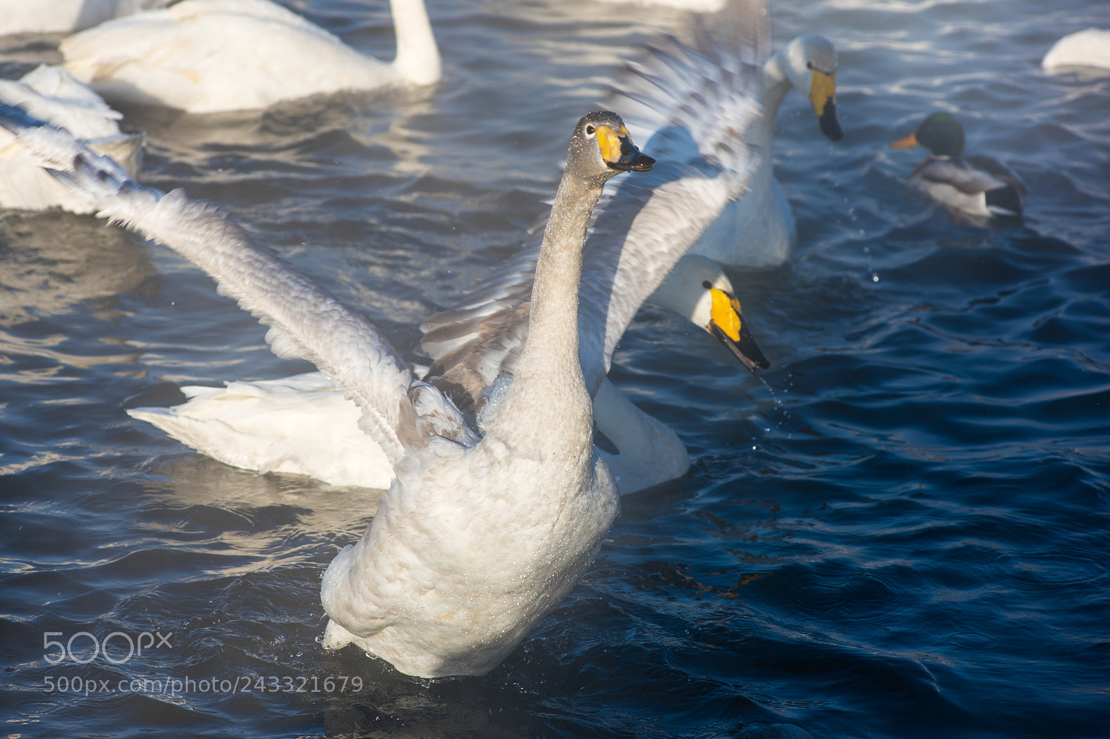 Nikon D810 sample photo. Beautiful white whooping swans photography