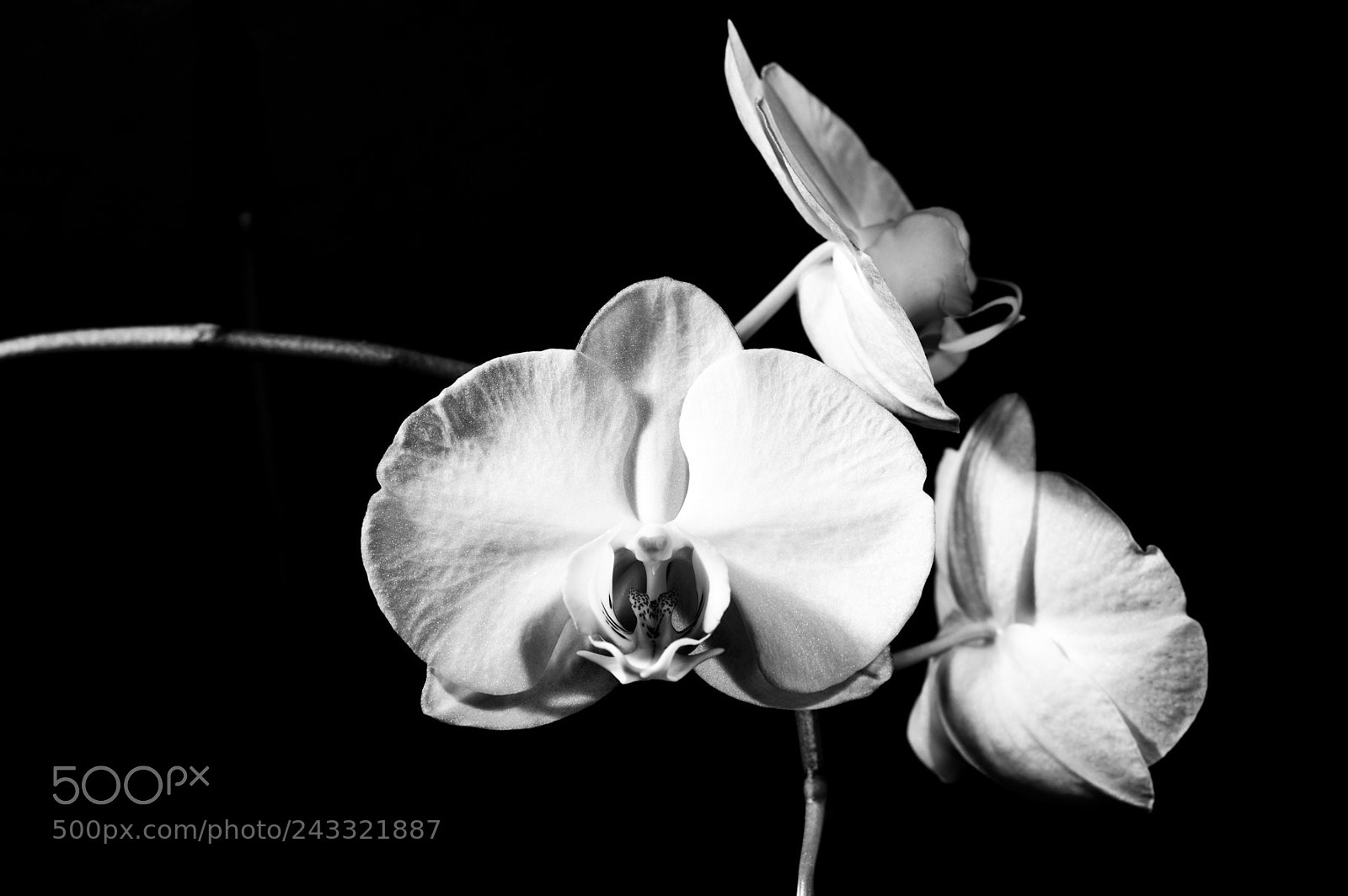 Pentax K-3 sample photo. Phalaenopsis trio in the photography