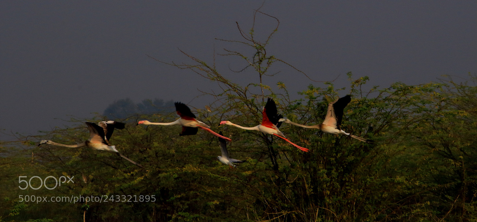 Canon EF-S 55-250mm F4-5.6 IS II sample photo. Flight of freedom photography