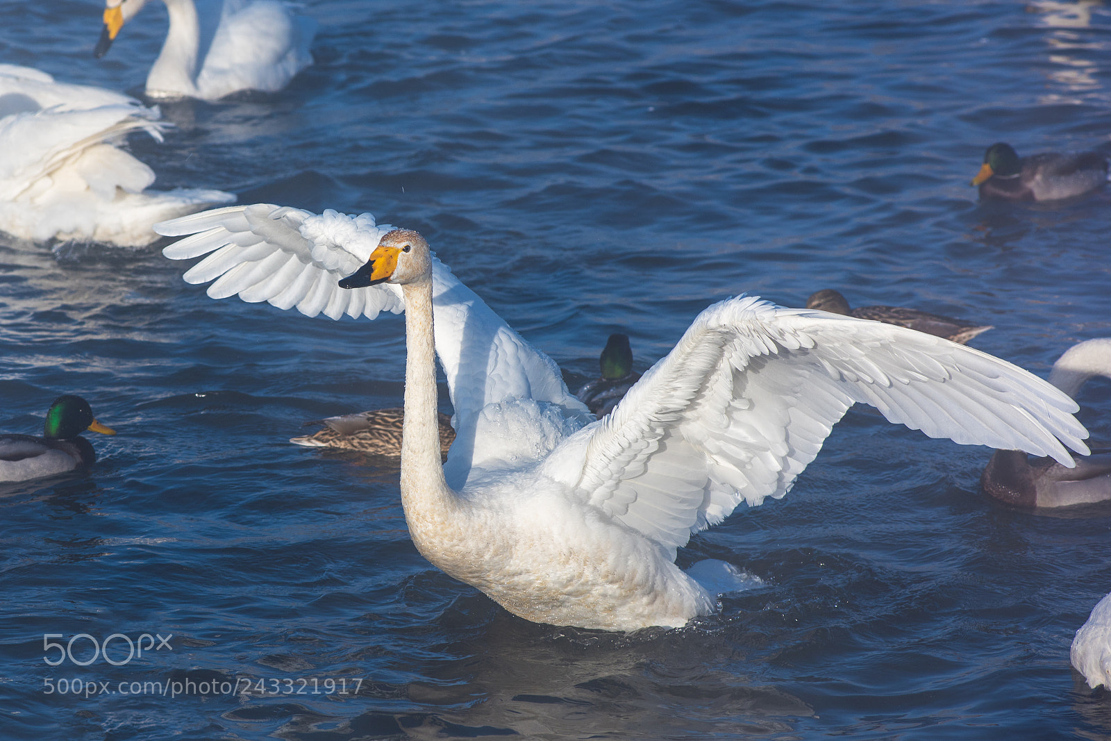 Nikon D810 sample photo. Beautiful white whooping swans photography