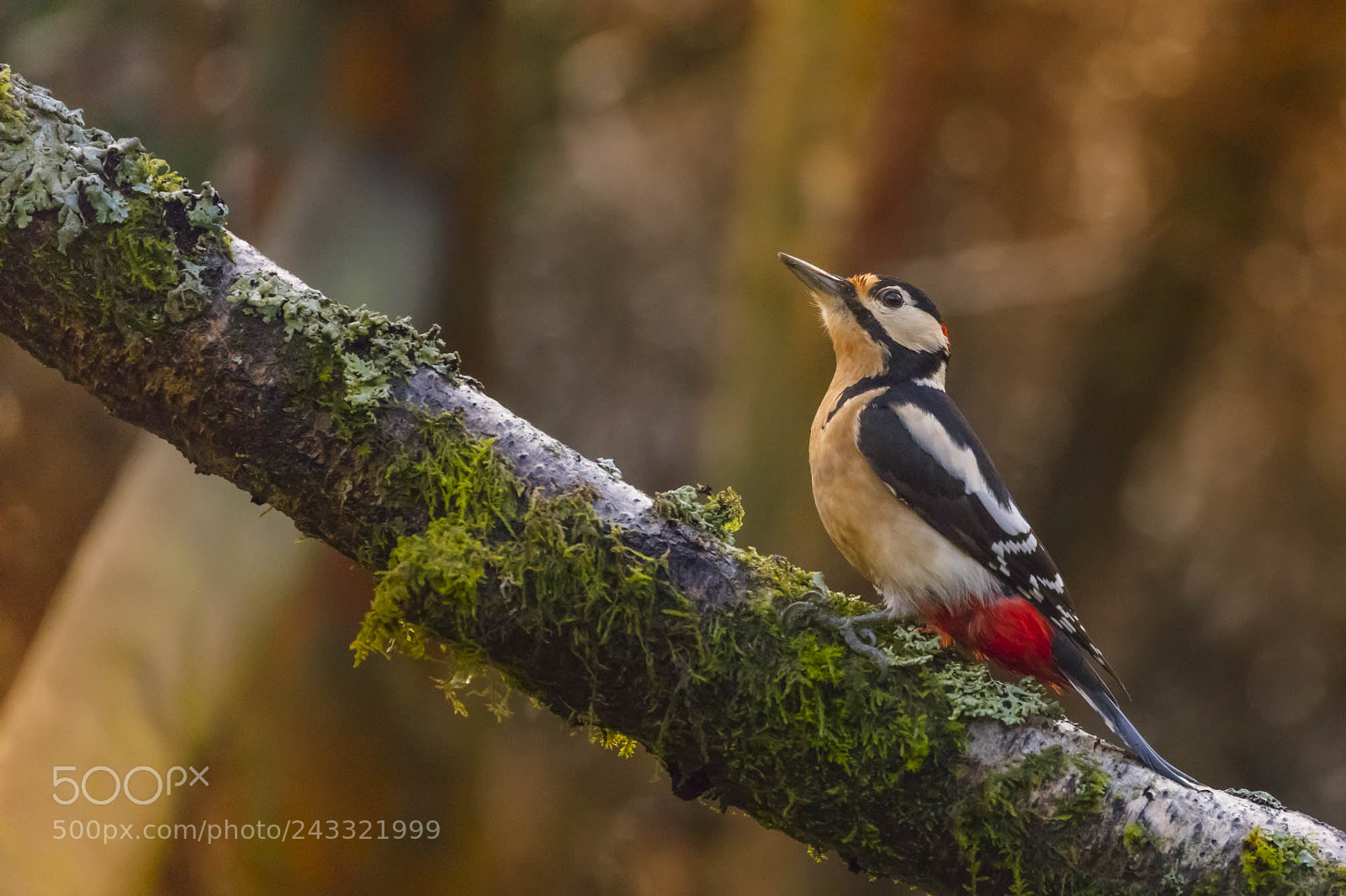 Canon EOS 5DS R sample photo. Pica-pau malhado grande photography
