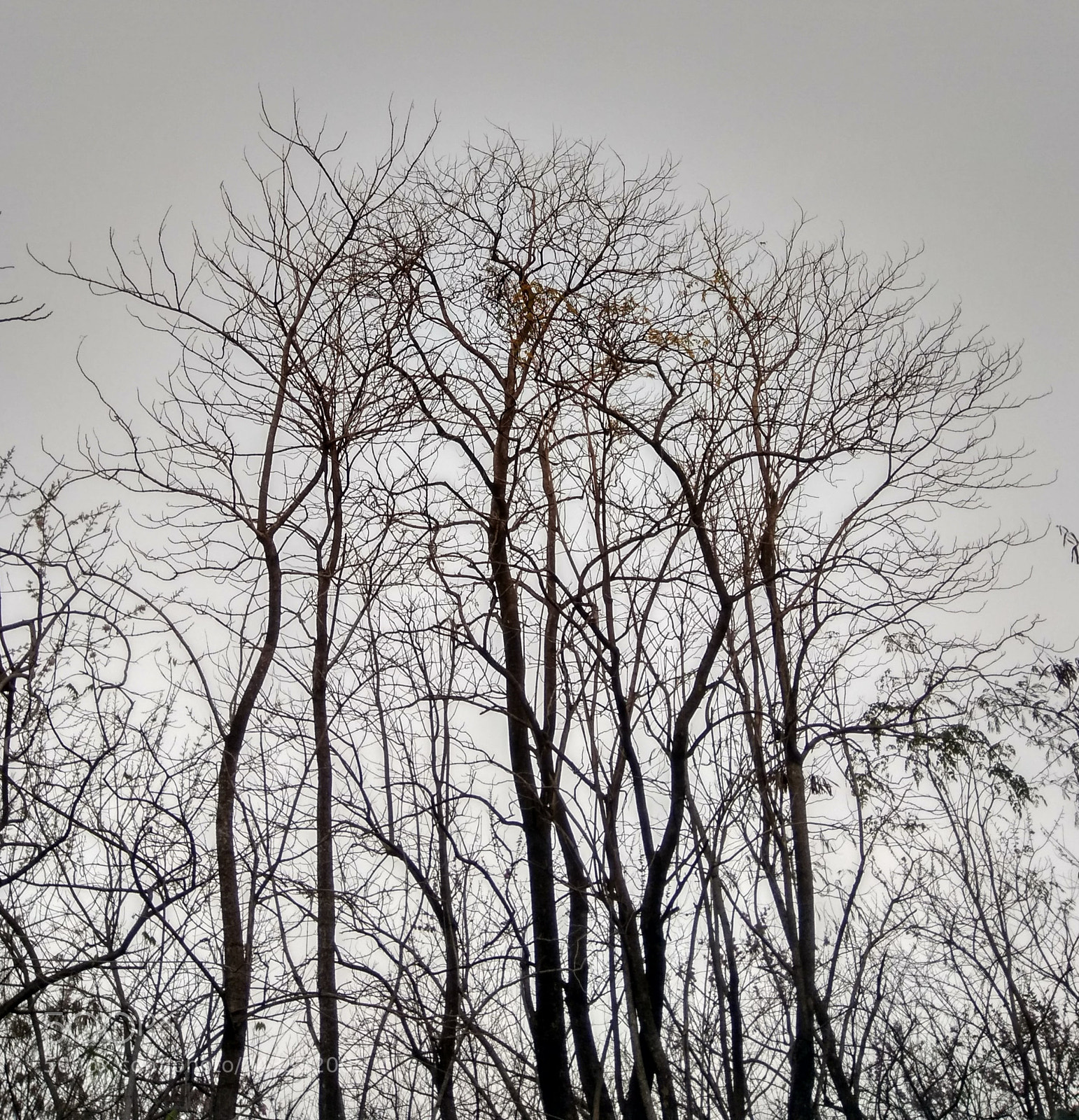 Xiaomi Redmi Note 4 sample photo. Winter evening photography
