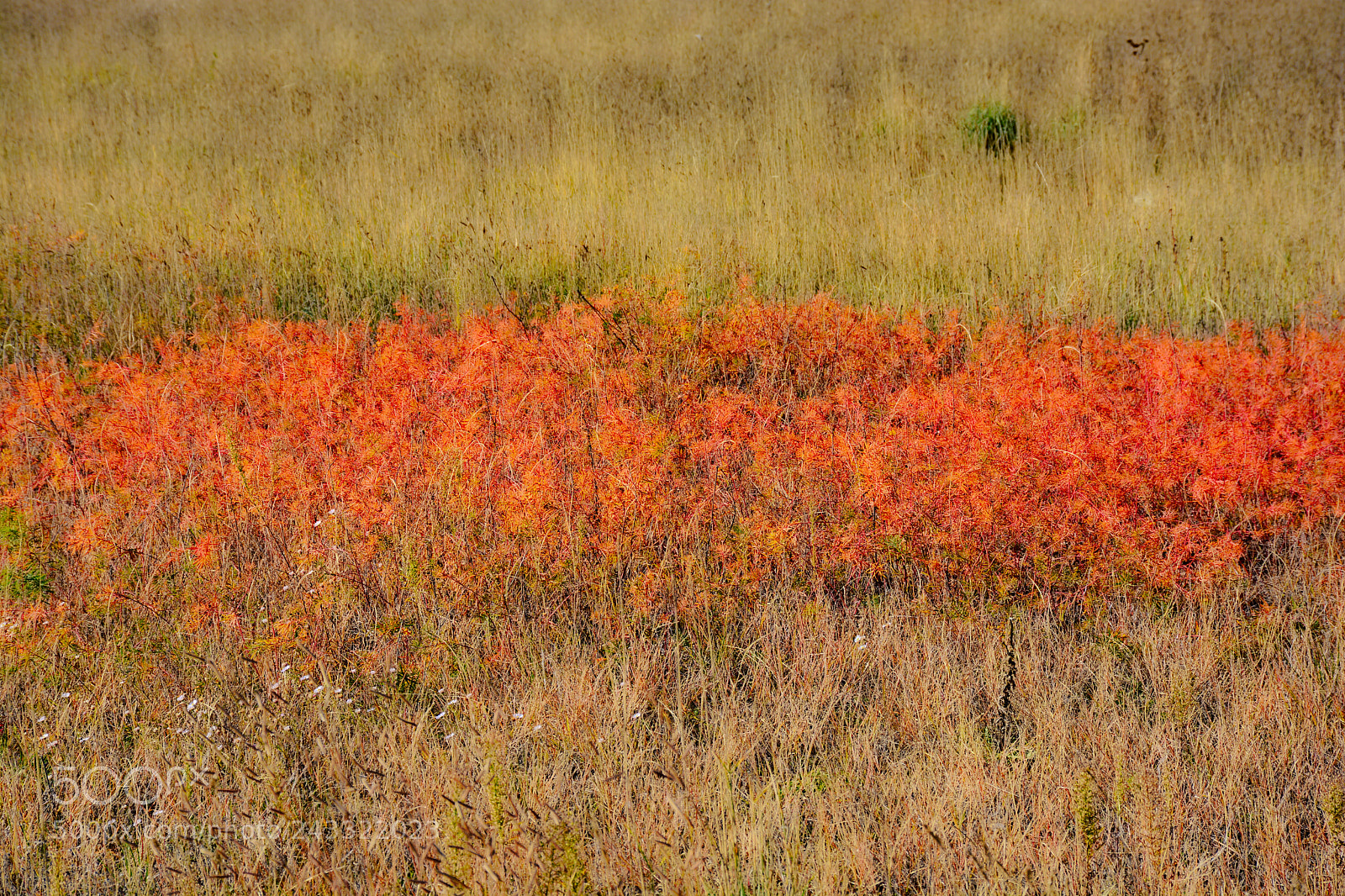 Nikon D7100 sample photo. Nature's rothko photography