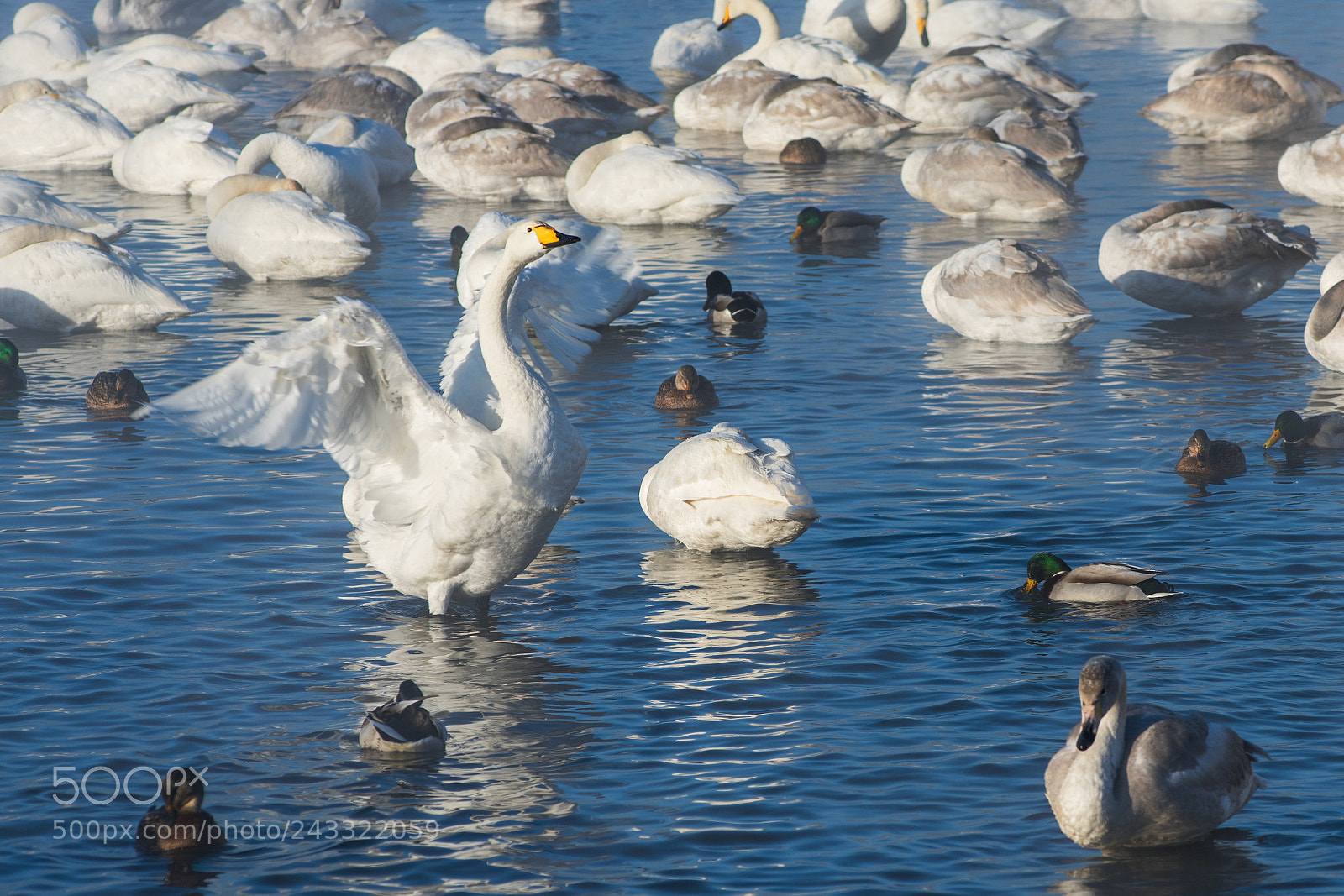 Nikon D810 sample photo. Beautiful white whooping swans photography