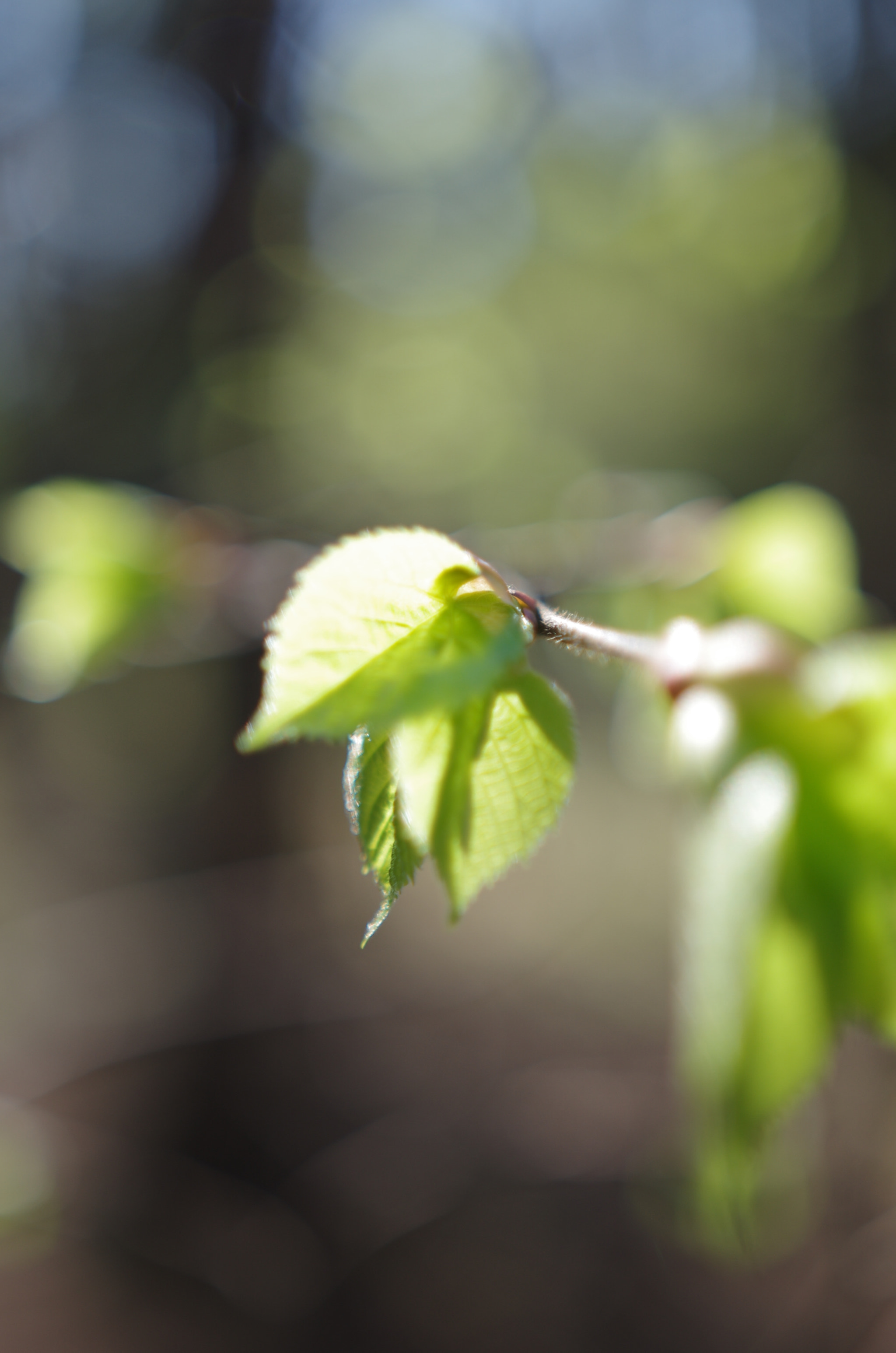 Sigma 18-35mm F1.8 DC HSM Art sample photo