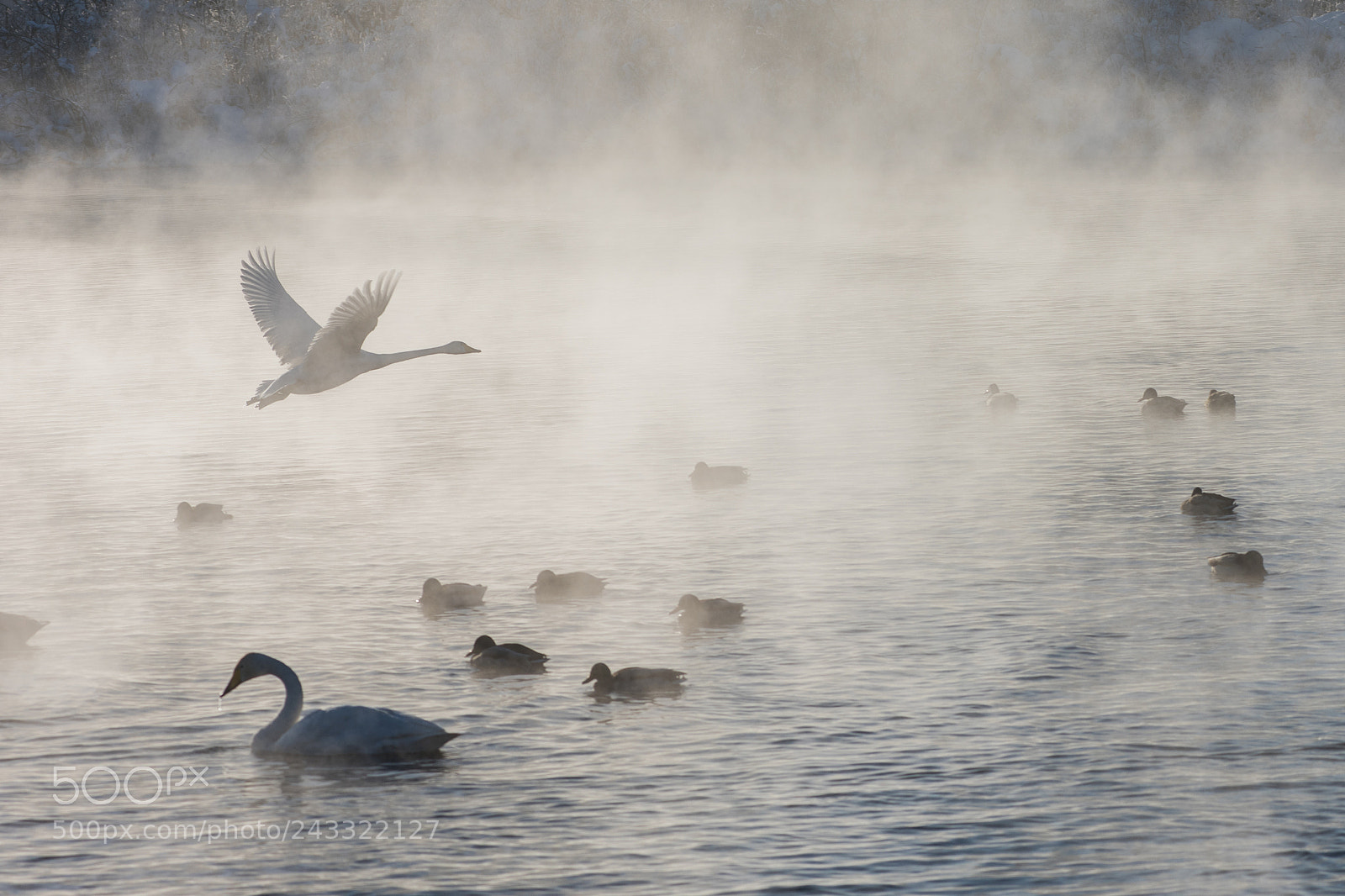Nikon D810 sample photo. Beautiful white whooping swans photography