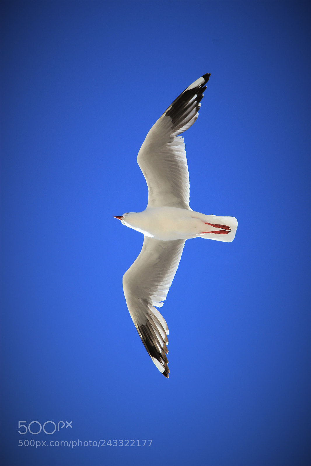 Canon EOS 550D (EOS Rebel T2i / EOS Kiss X4) sample photo. ()gull photography