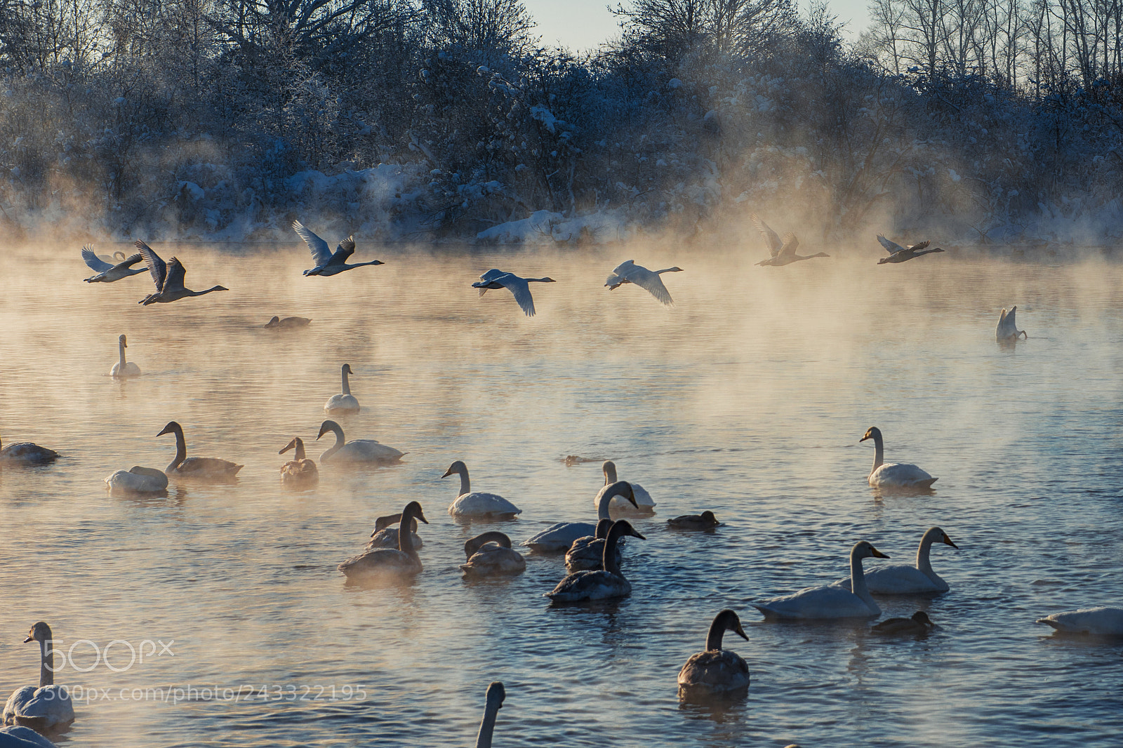 Nikon D810 sample photo. Beautiful white whooping swans photography