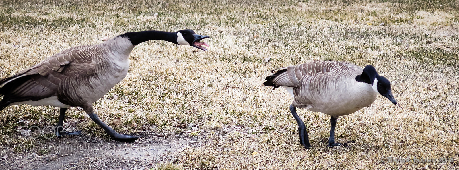 Canon PowerShot G16 sample photo. Geese photography