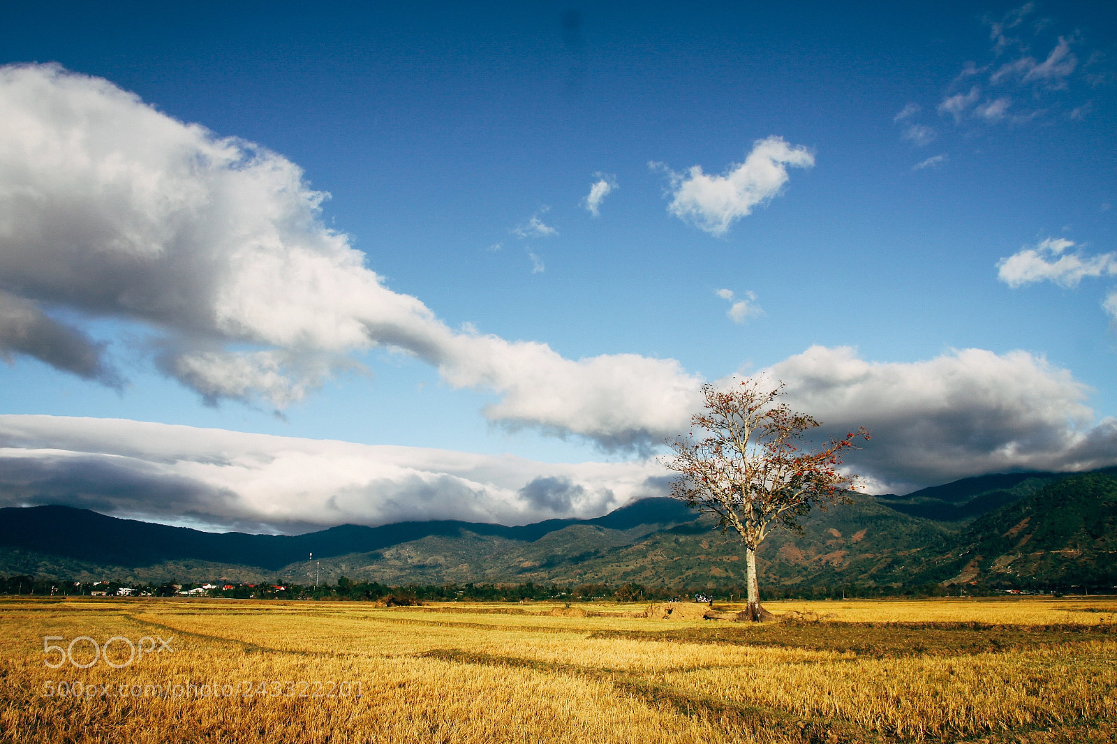 Canon EOS 50D sample photo. The field photography