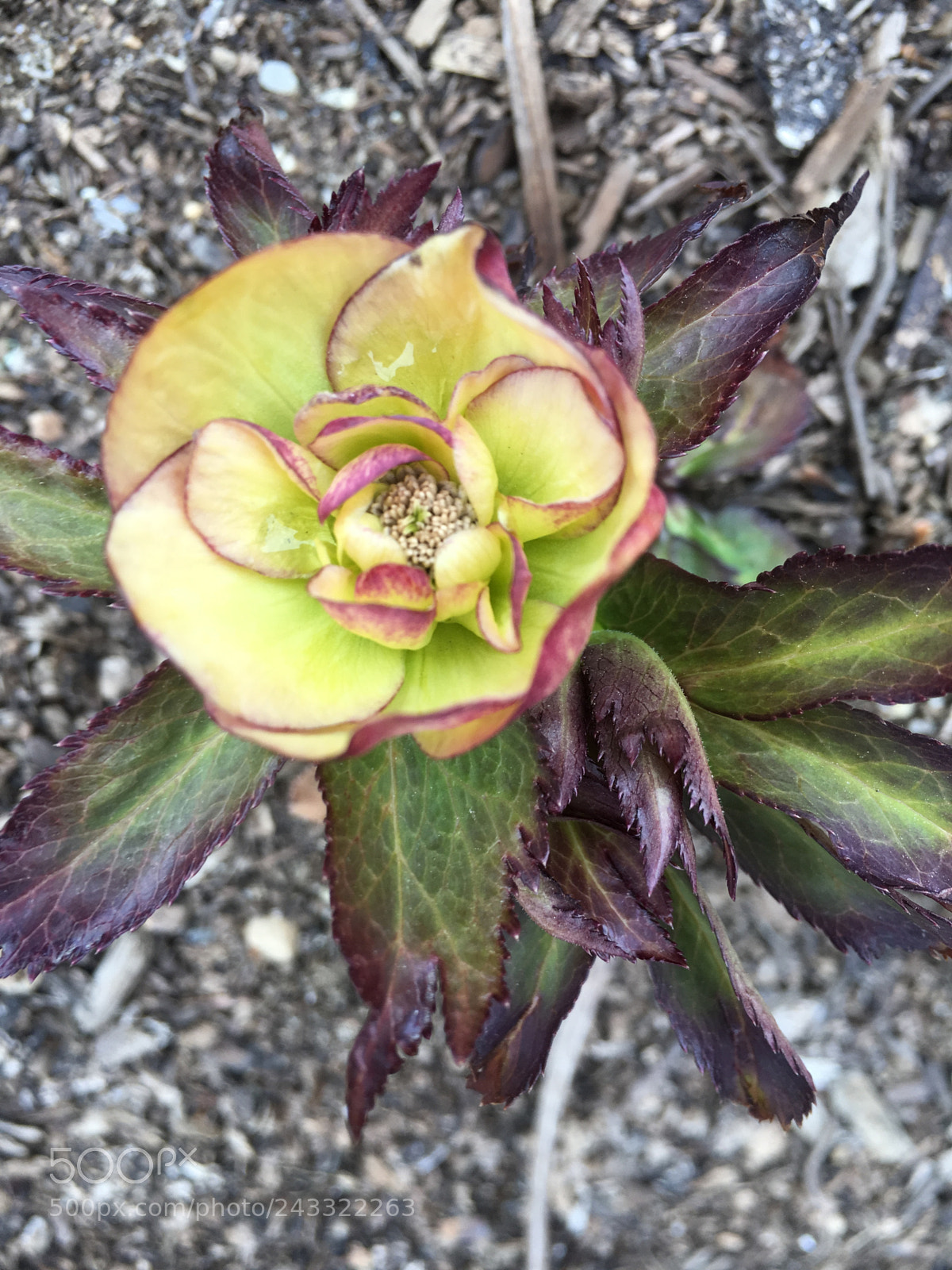 Apple iPhone 6s sample photo. Yellow ruffles photography
