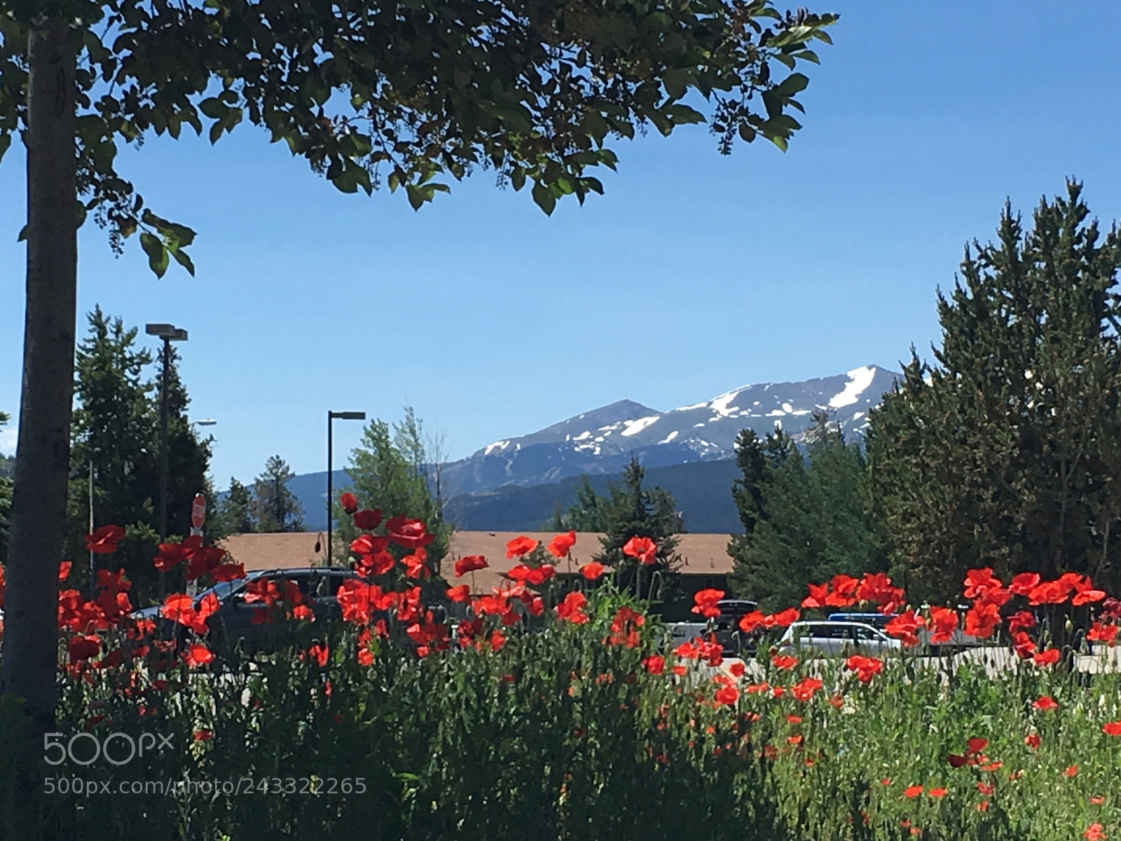 Apple iPhone 6s sample photo. Poppies of colorado photography