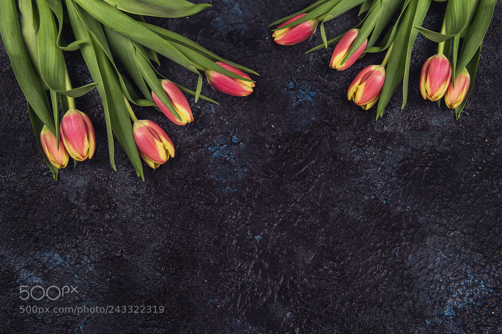 Nikon D810 sample photo. Tulips on darken concrete photography