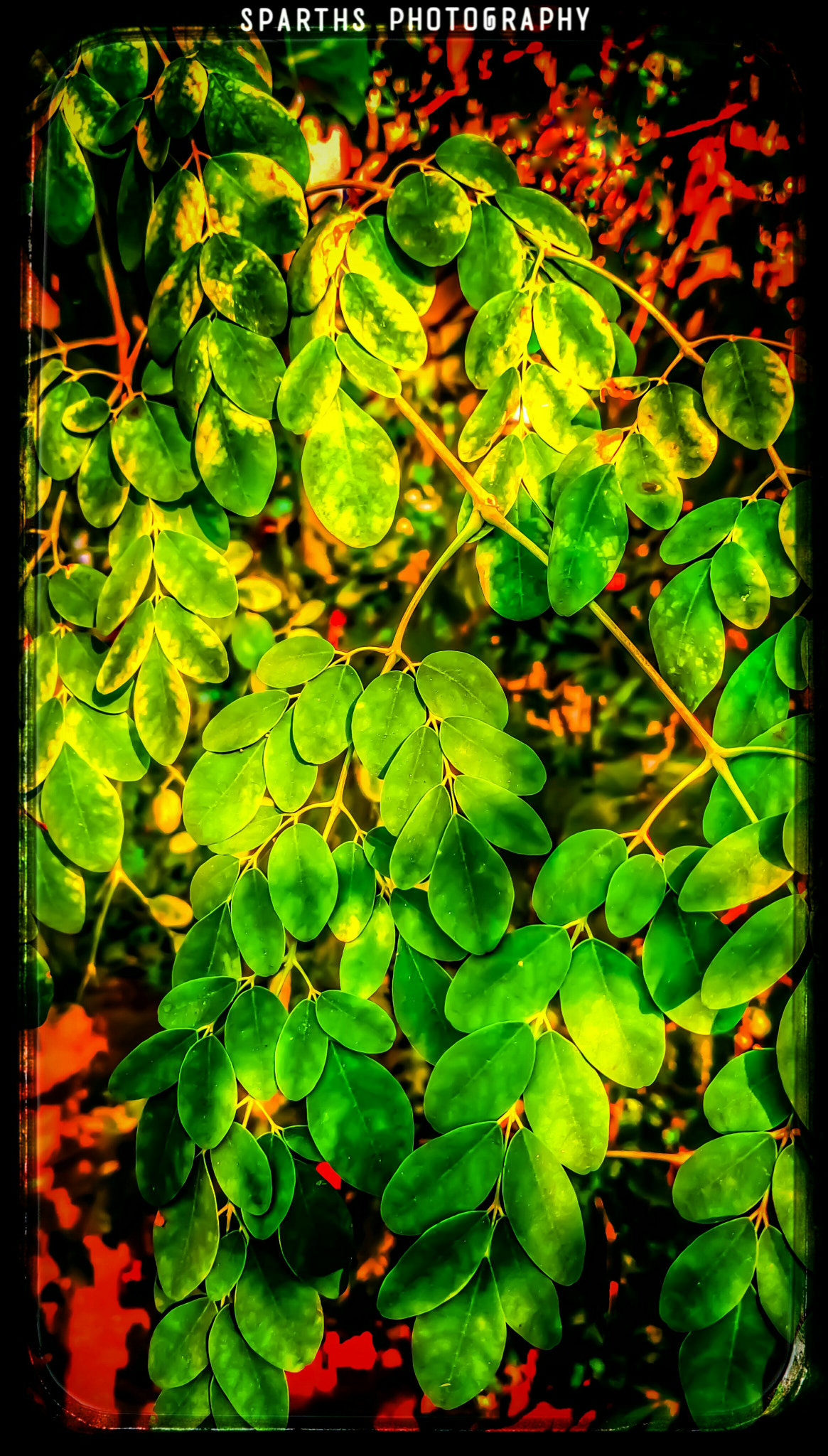 HTC DESIRE 828 DUAL SIM sample photo. Green patterns ... photography