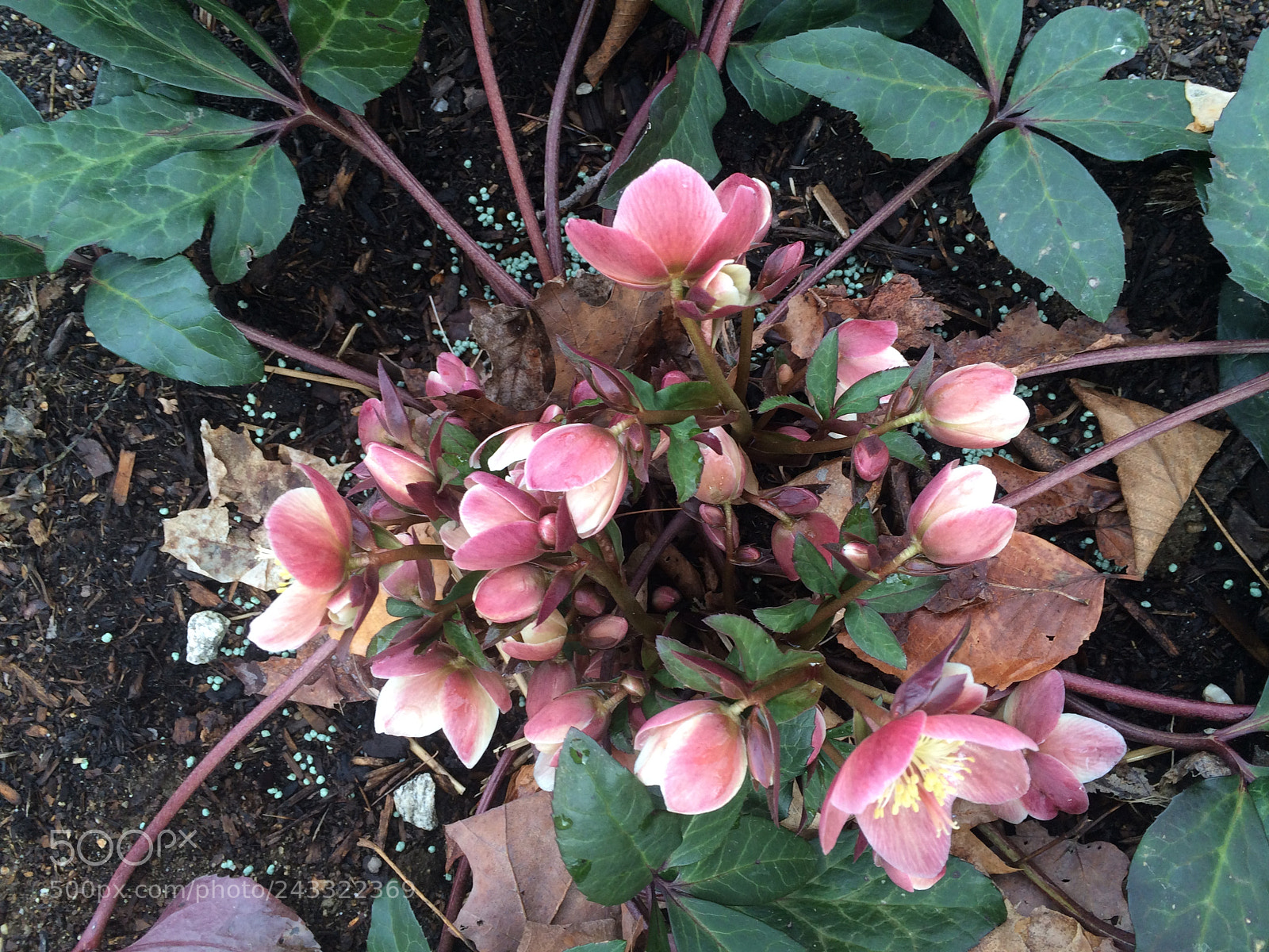 Apple iPhone 5s sample photo. Pink hellebores photography