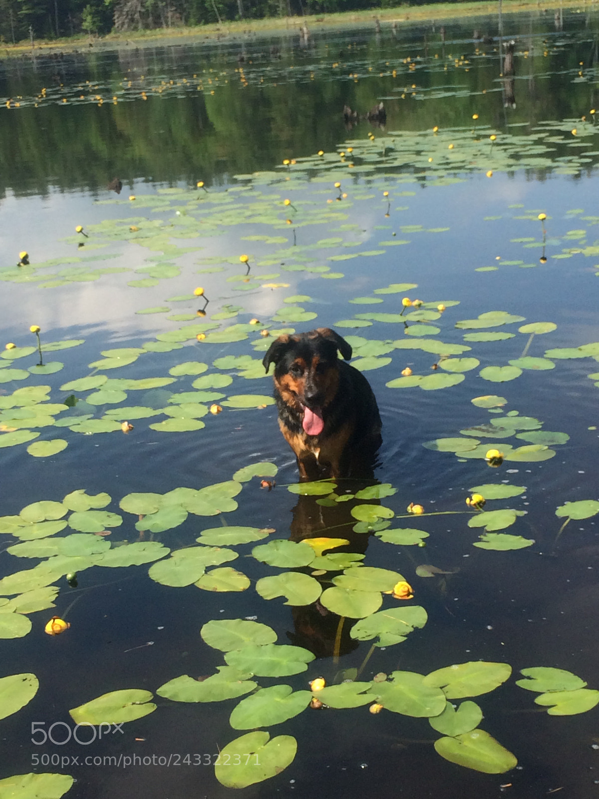 Apple iPhone 5s sample photo. Dog in the lilypads photography
