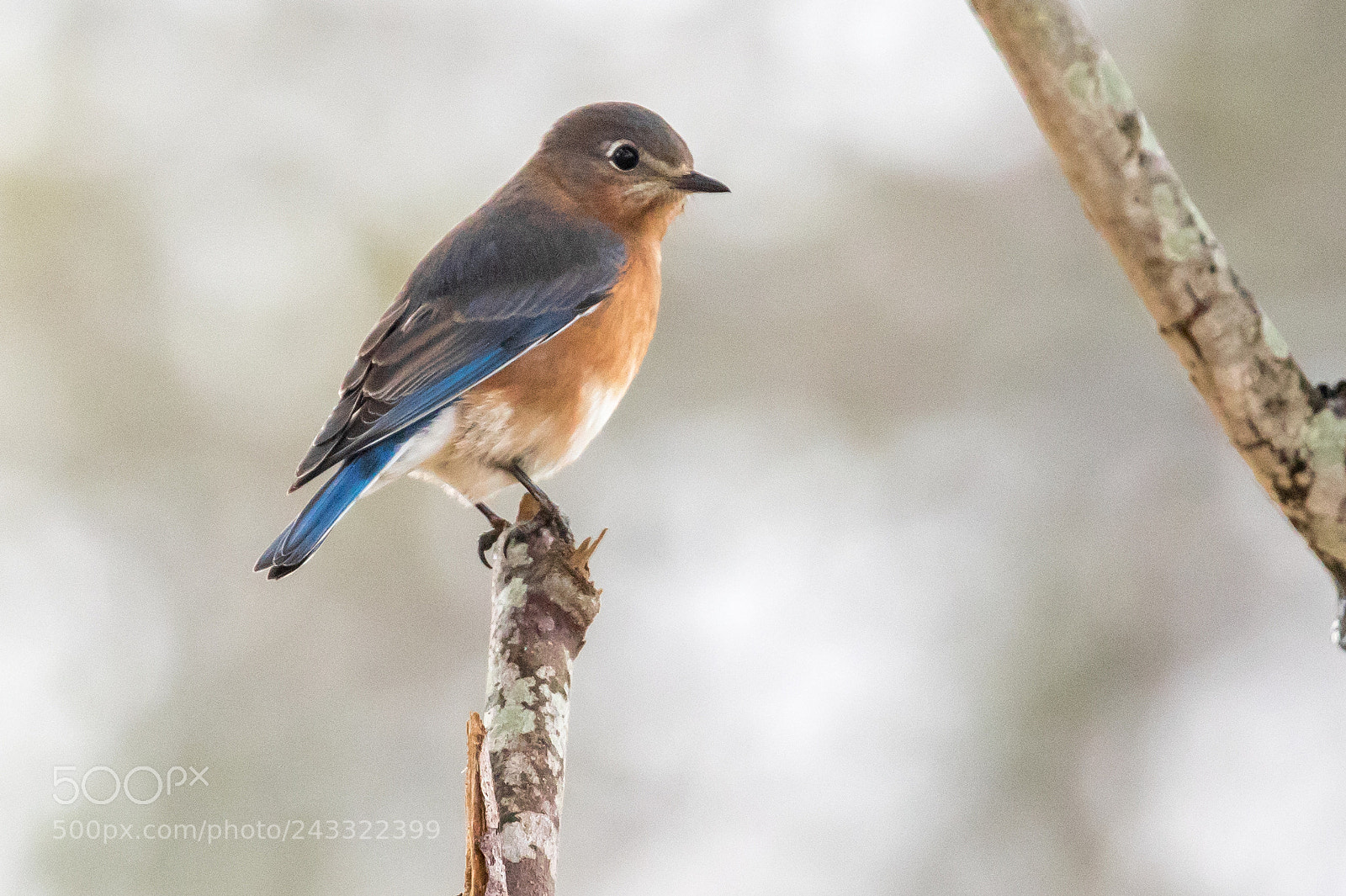 Canon EOS 7D Mark II sample photo. Eastern bluebird photography