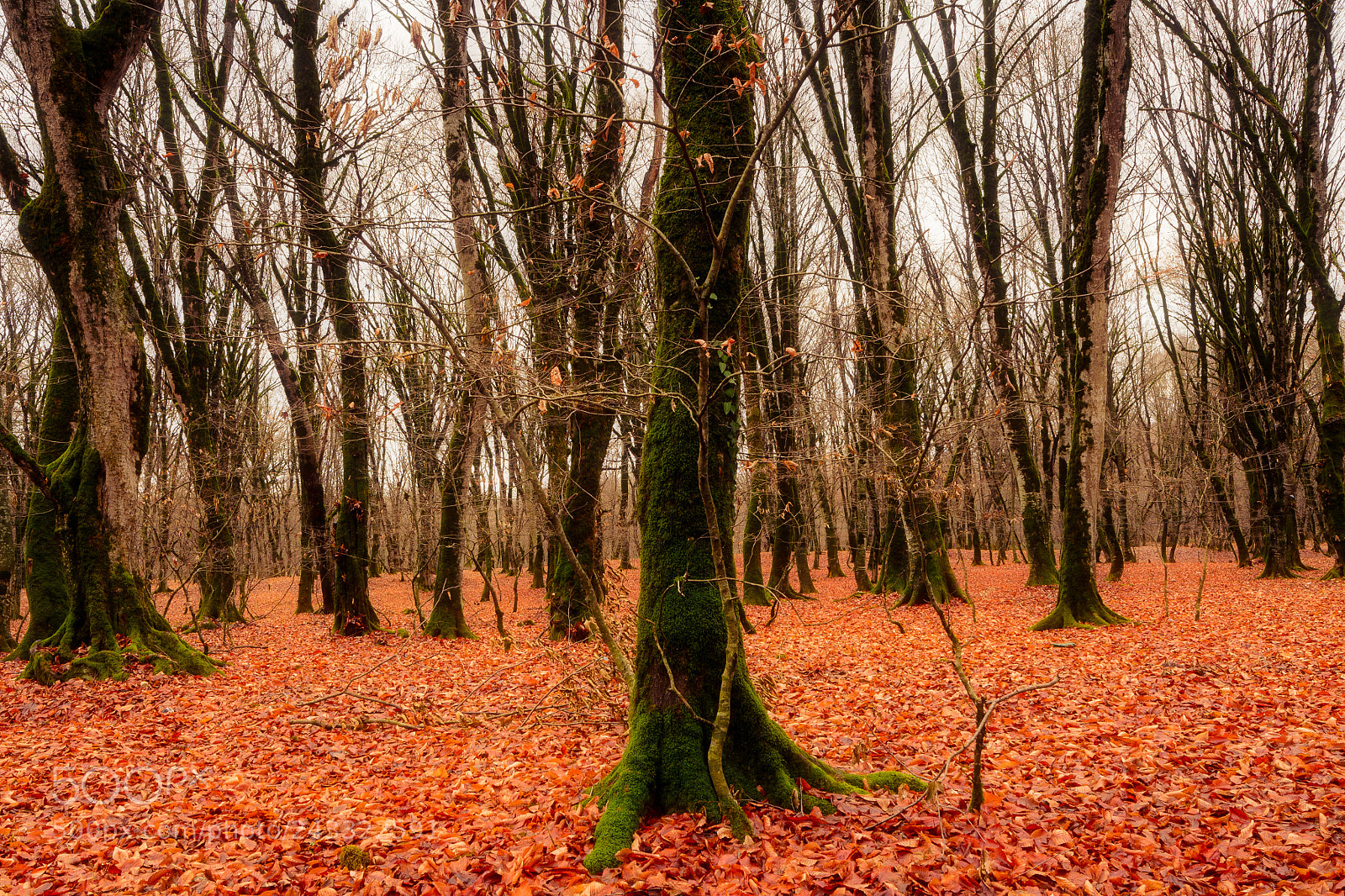 Nikon D5100 sample photo. Foliage in the caucuasus photography