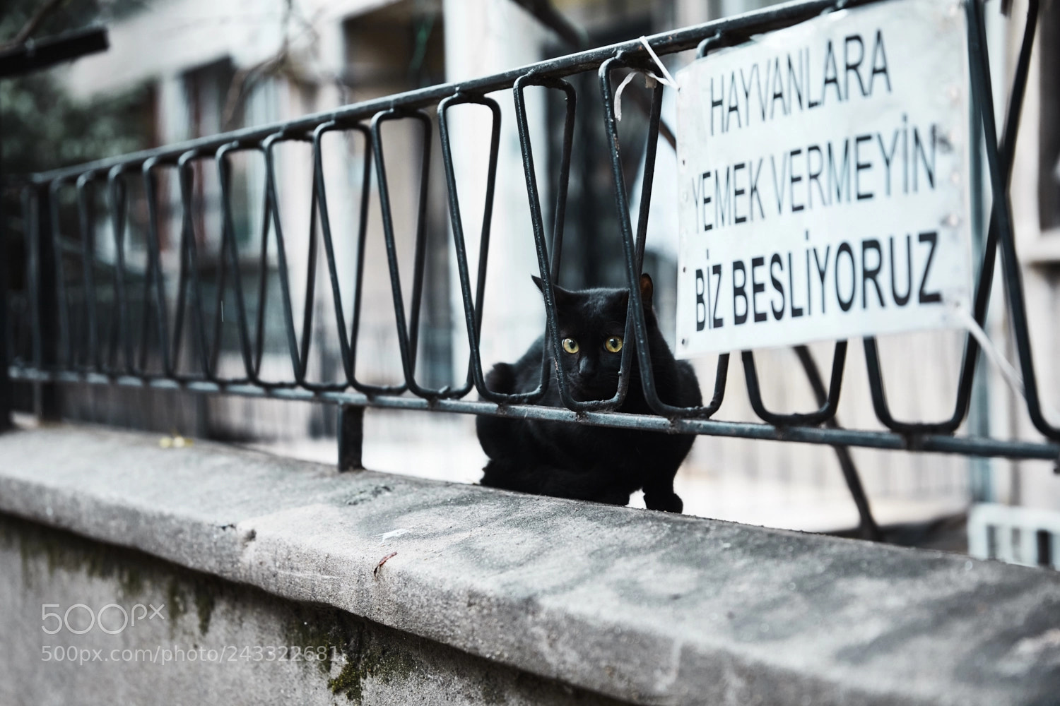 Canon EOS 5D Mark IV sample photo. Istanbul cat. photography