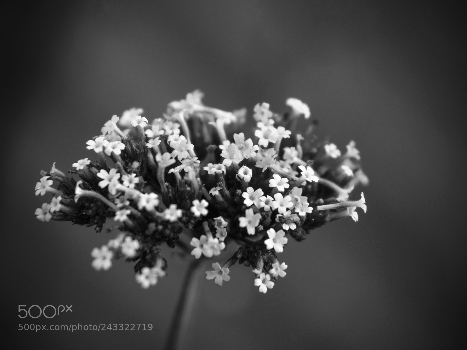 Nikon D90 sample photo. Flower head photography