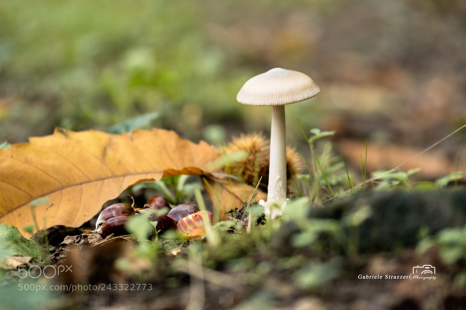 Nikon D7100 sample photo. Autumm photography