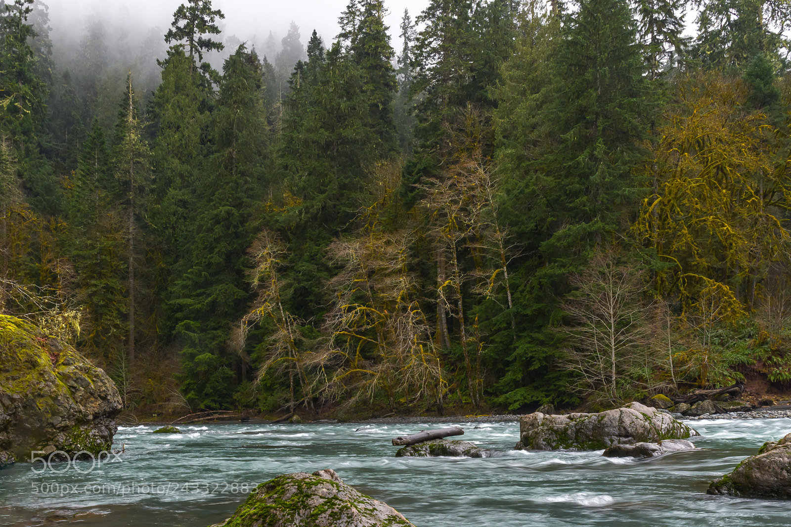 Nikon D500 sample photo. Elwha river, olympic national photography