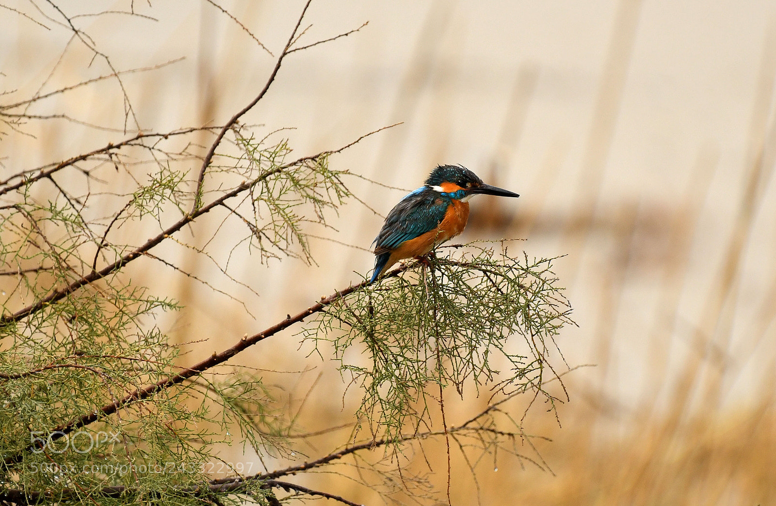 Nikon D850 sample photo. Kingfisher photography