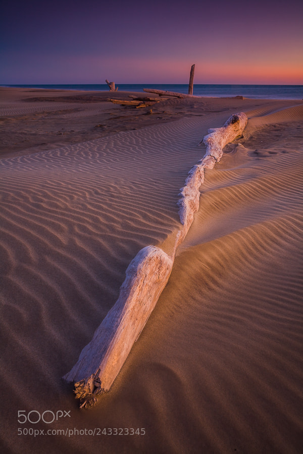 Canon EOS 5D sample photo. Camargue photography