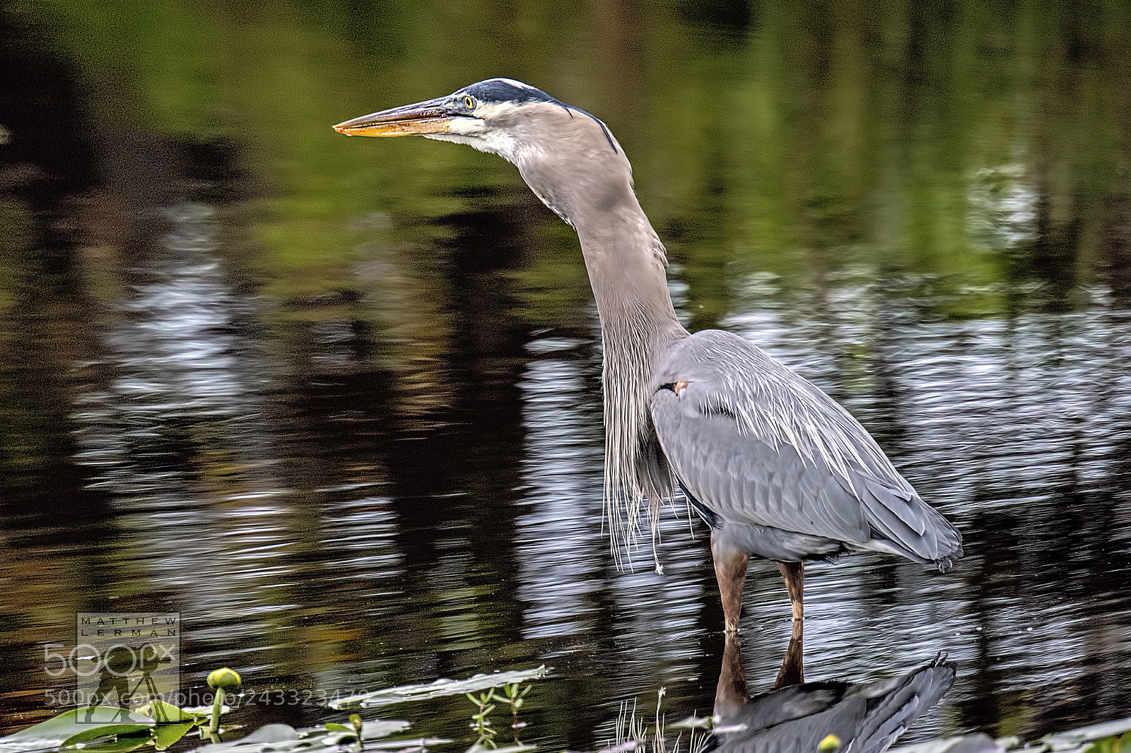 Nikon D810 sample photo. Swallowing photography