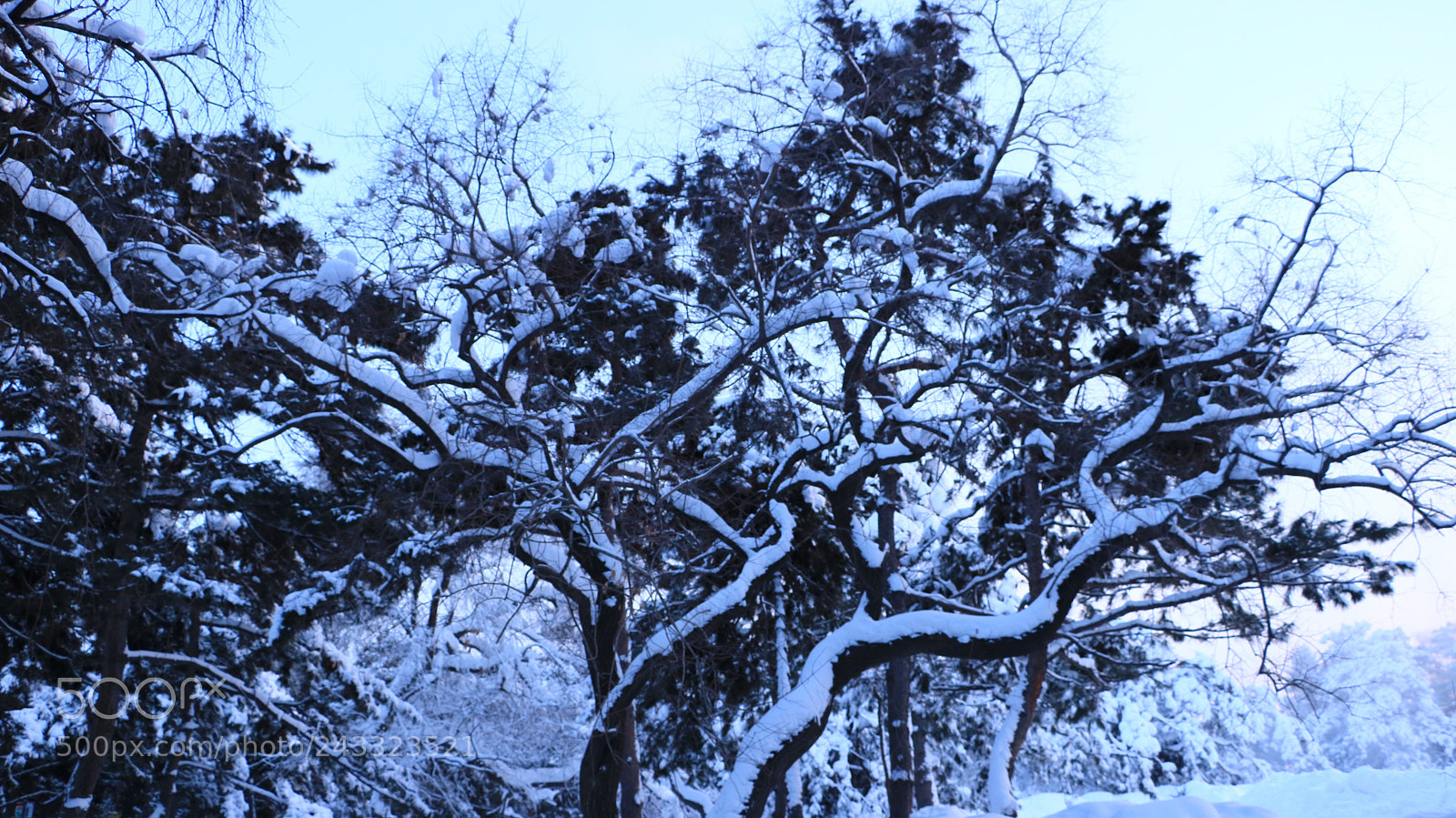 Canon EOS 760D (EOS Rebel T6s / EOS 8000D) sample photo. Cc snow photography