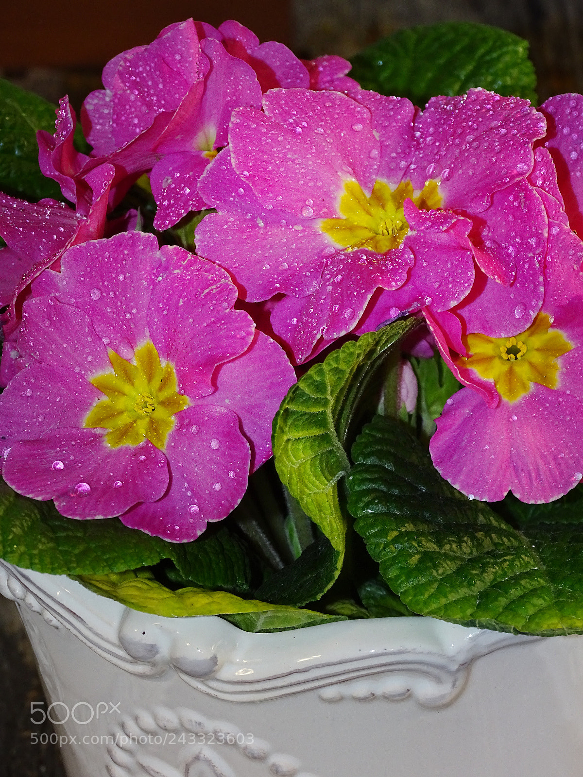 Sony Cyber-shot DSC-HX400V sample photo. Pink primula vulgaris photography