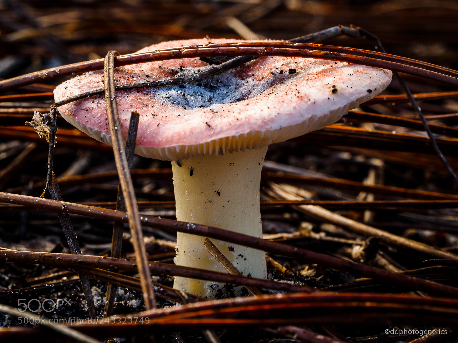 Olympus OM-D E-M1 sample photo. Forest fungus photography