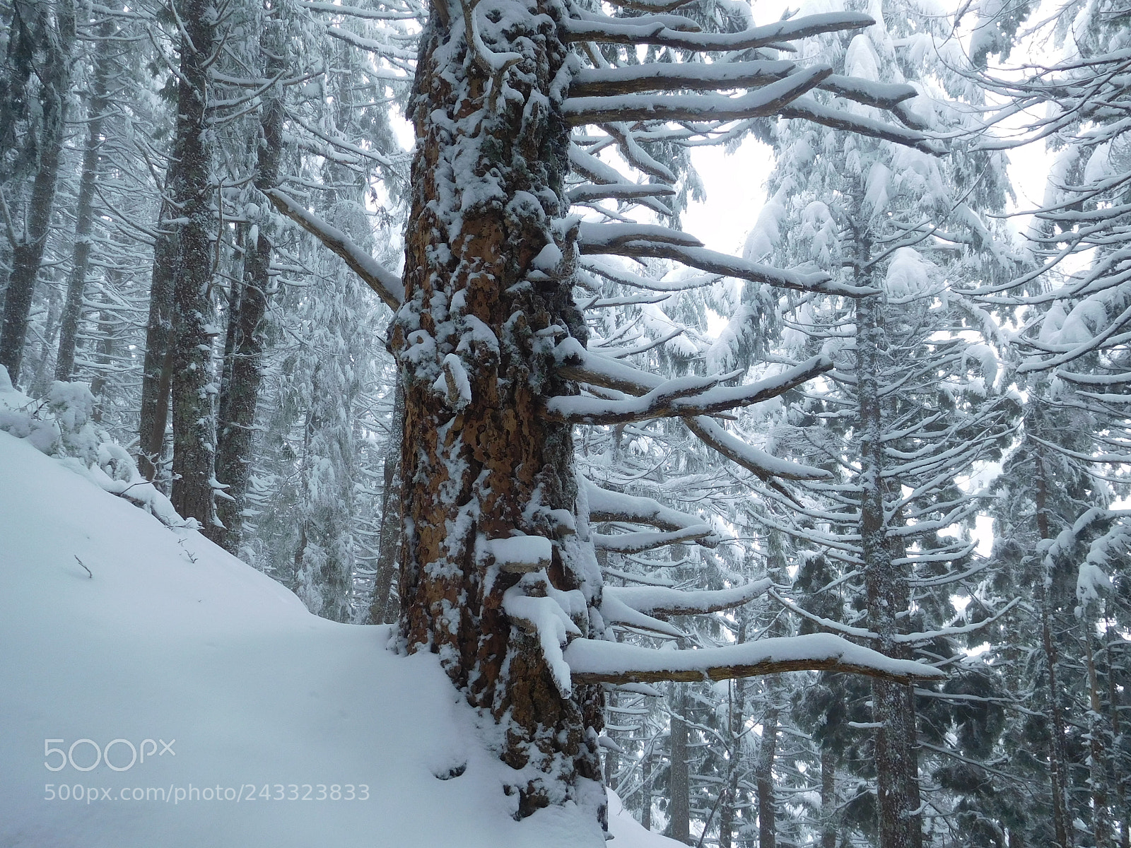 Nikon Coolpix S7000 sample photo. Snow and tree photography