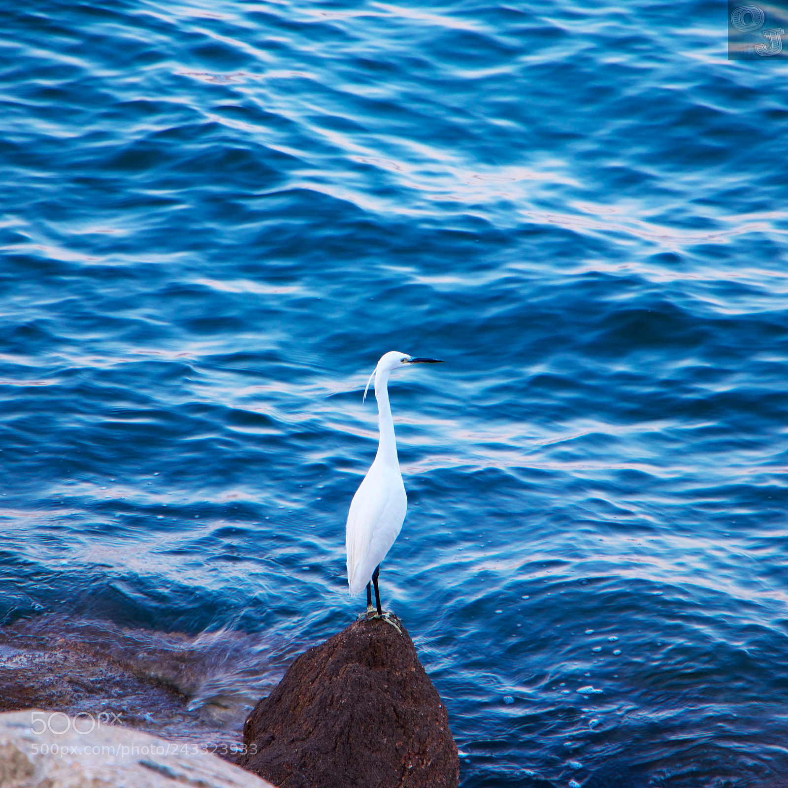 Canon EOS 800D (EOS Rebel T7i / EOS Kiss X9i) sample photo. Observe of egretta photography