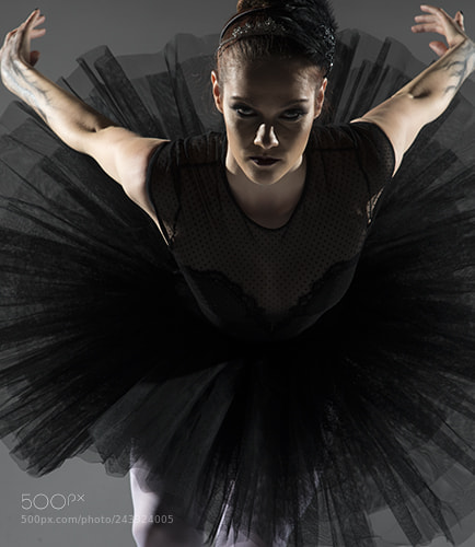 Nikon D600 sample photo. Black swan - odile photography