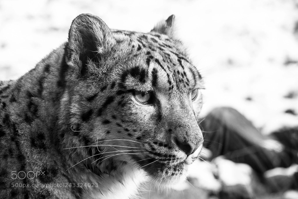 Canon EOS 60D sample photo. Snow leopard photography