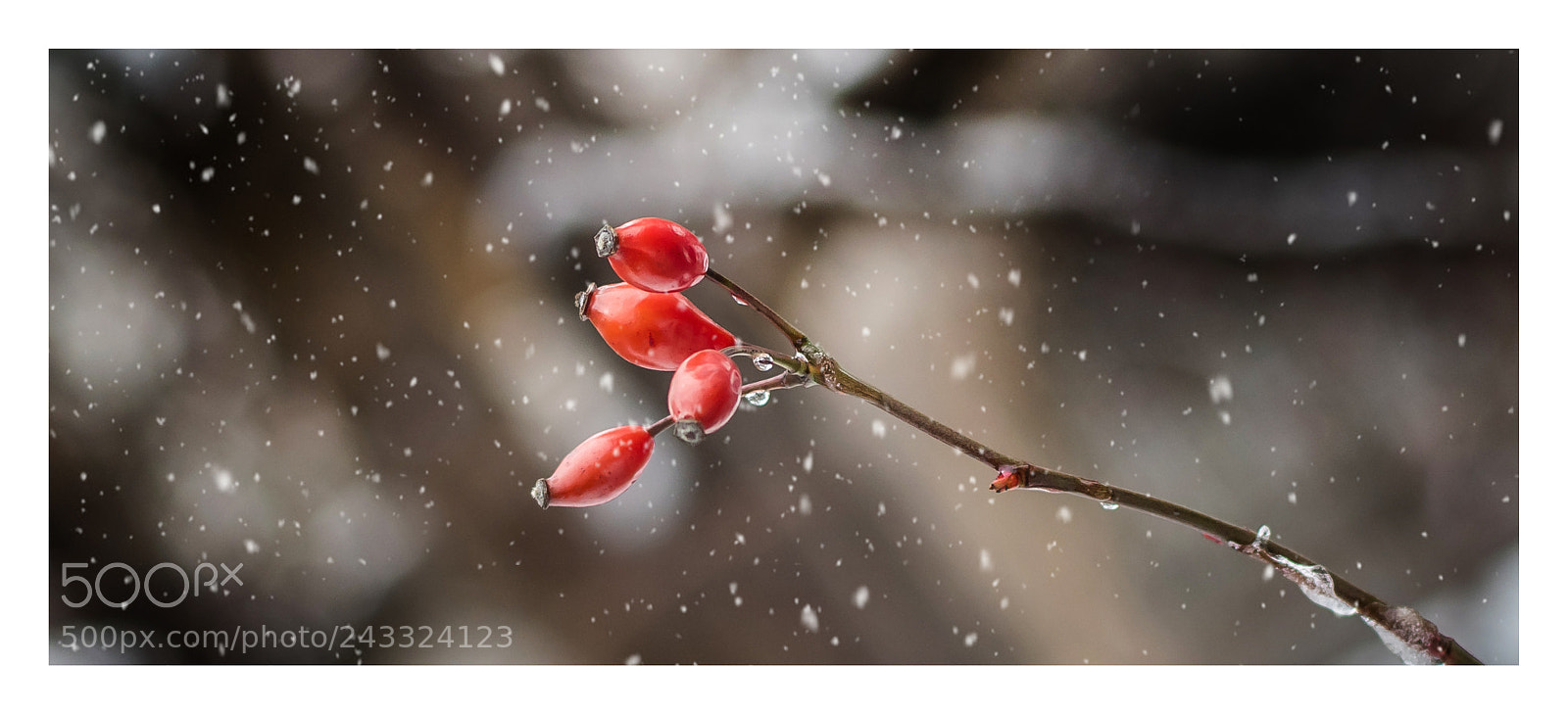 Nikon D7500 sample photo. Sensation photography