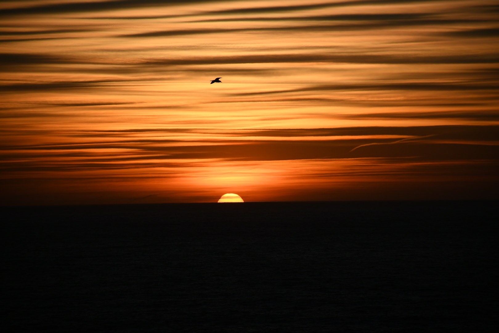 Nikon D7500 sample photo. Seagull in the sunset photography