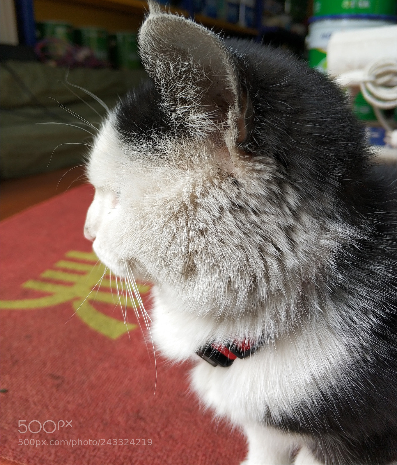 Xiaomi MI6 sample photo. Cat photography