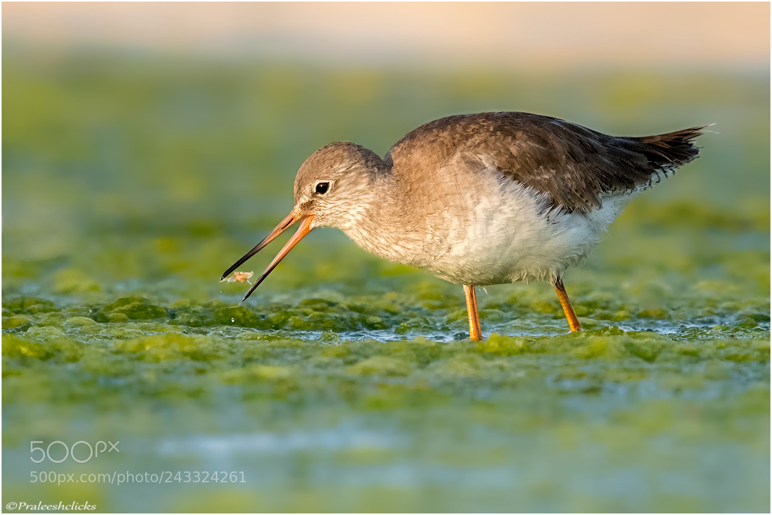 Nikon D500 sample photo. Common redshank photography