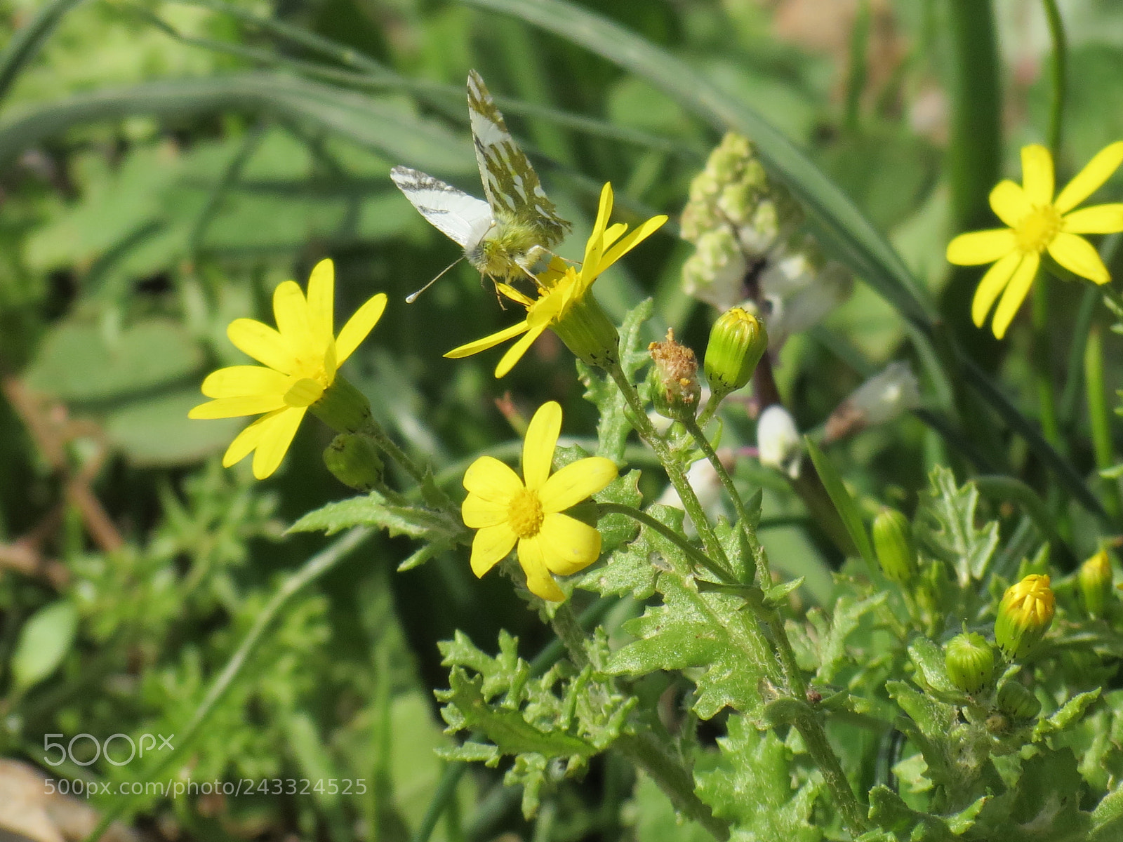 Canon PowerShot SX40 HS sample photo. Img photography