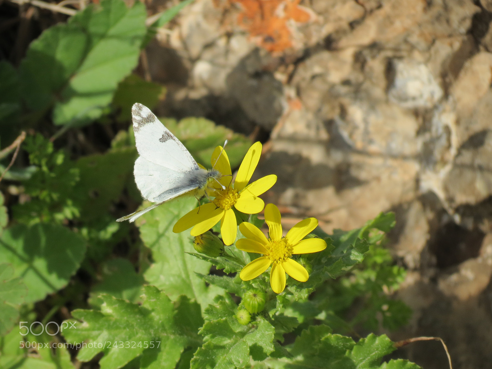 Canon PowerShot SX40 HS sample photo. Butterfly photography