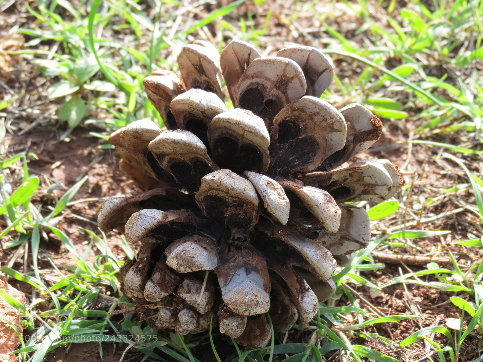 Canon PowerShot SX40 HS sample photo. Pine photography