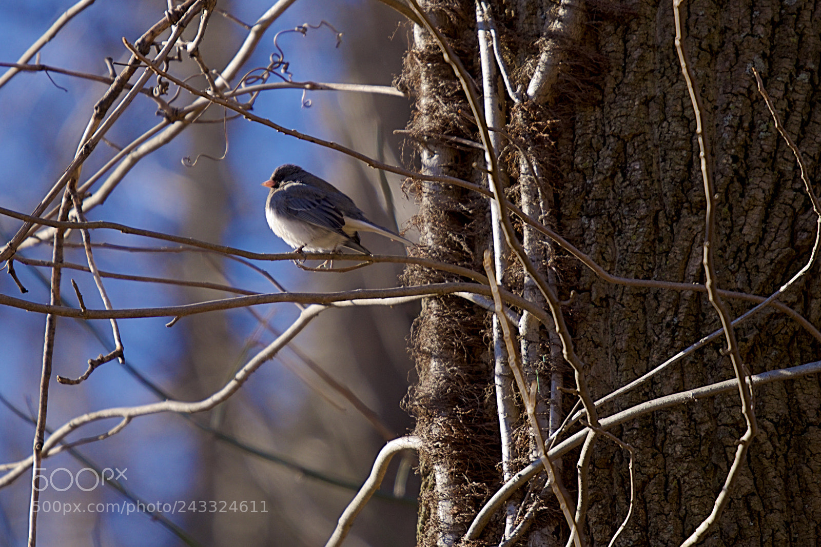 Nikon D5600 sample photo. Bird photography