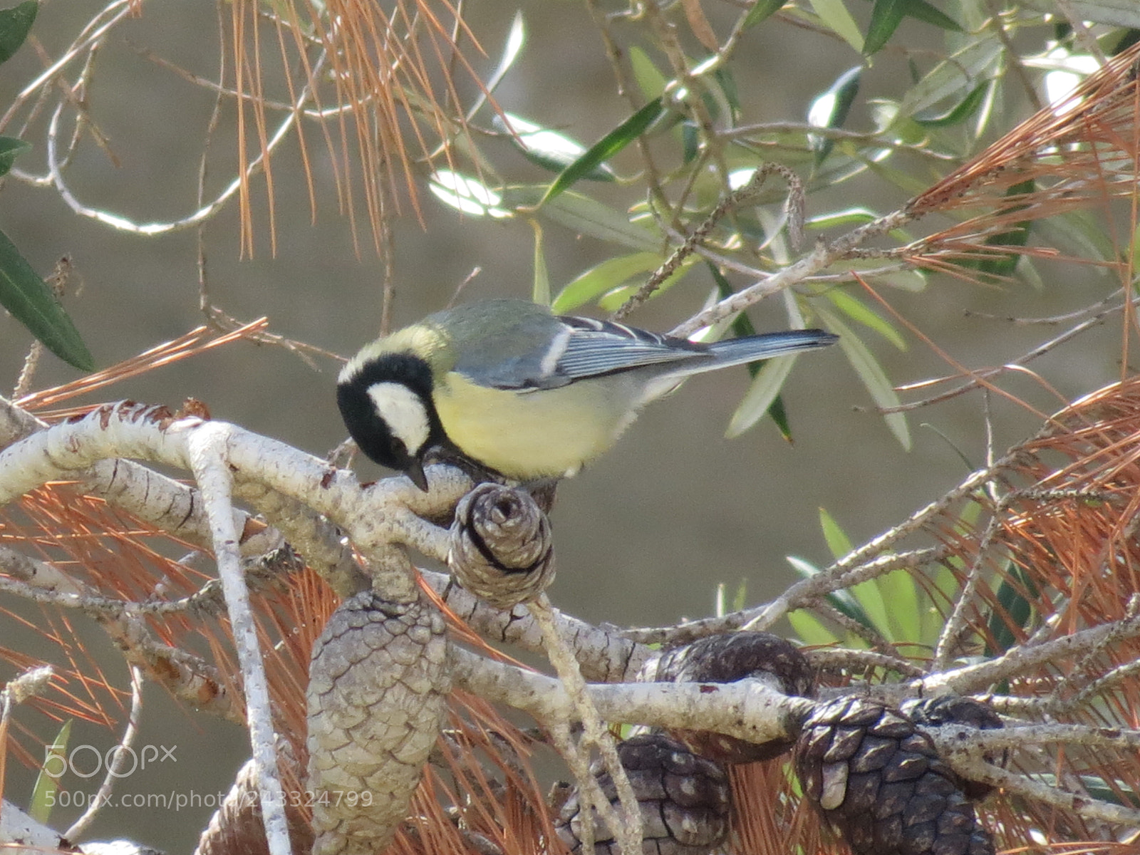 Canon PowerShot SX40 HS sample photo. Bird on the tree photography