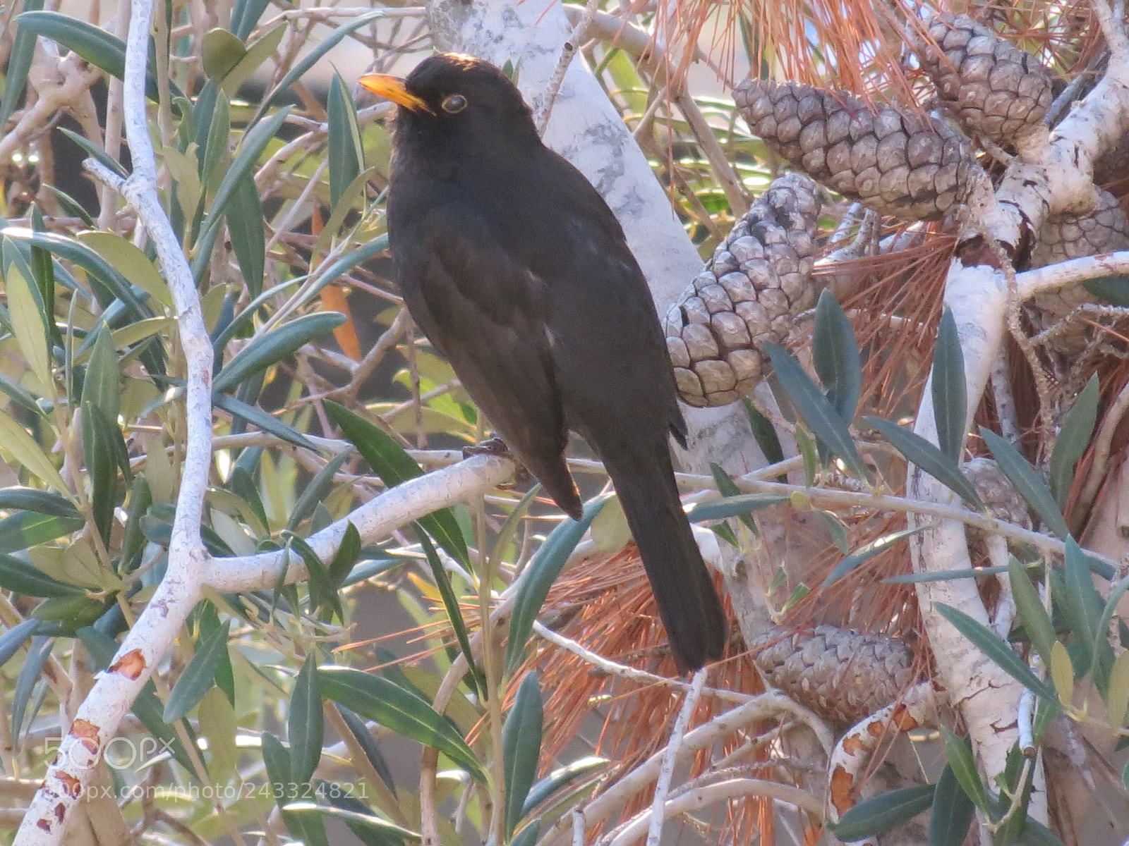 Canon PowerShot SX40 HS sample photo. Black bird photography